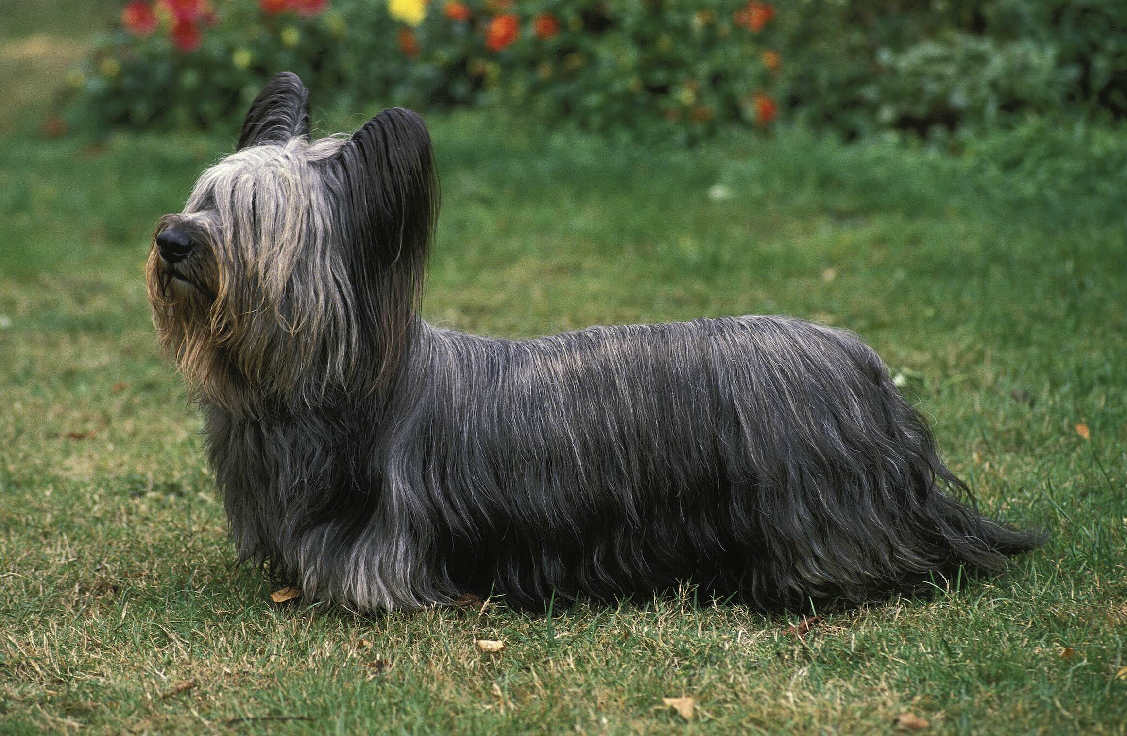 black longhaired skye terrier standing in grass