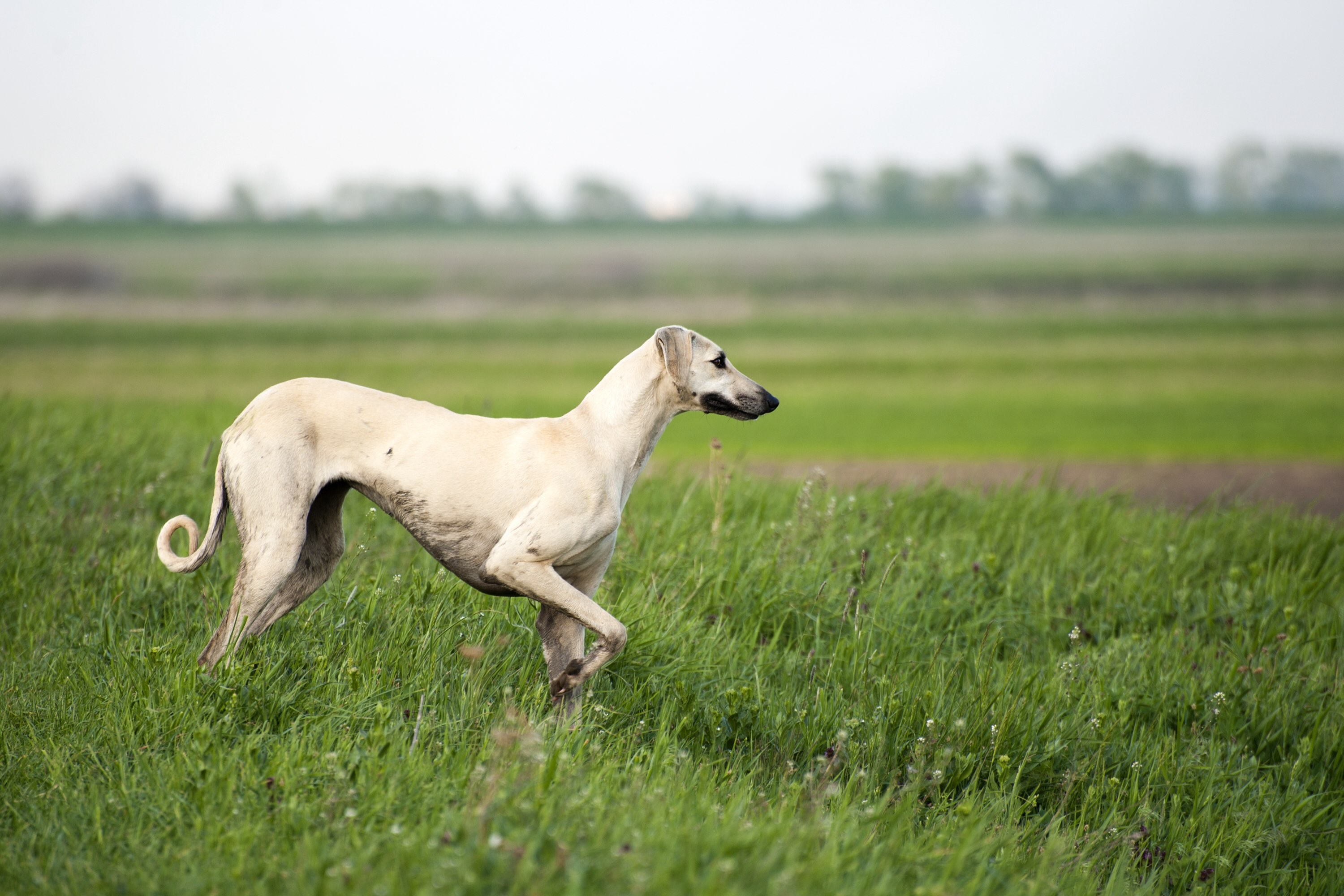 tan sloughi dog walking through green grass