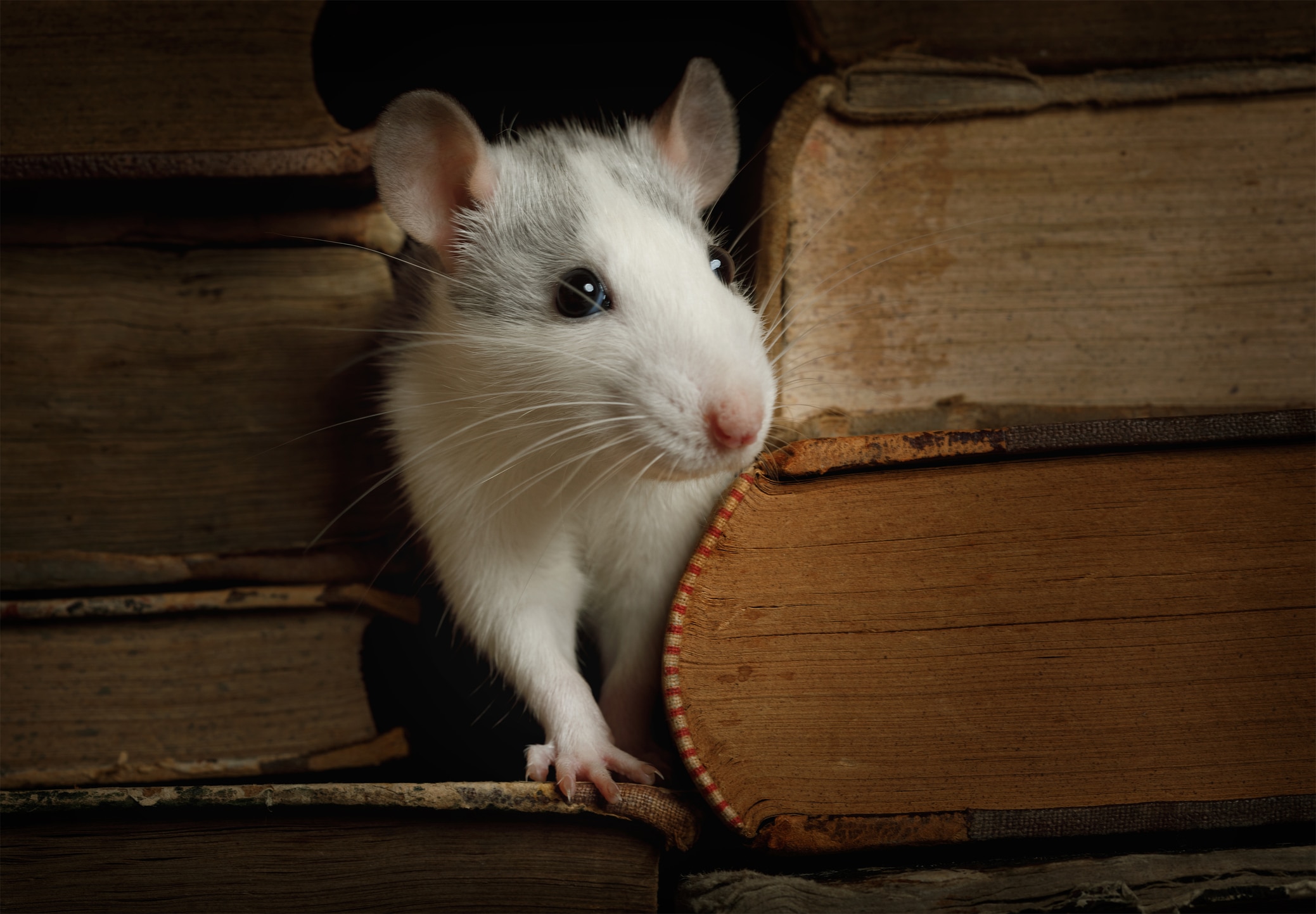 Rat hiding between books