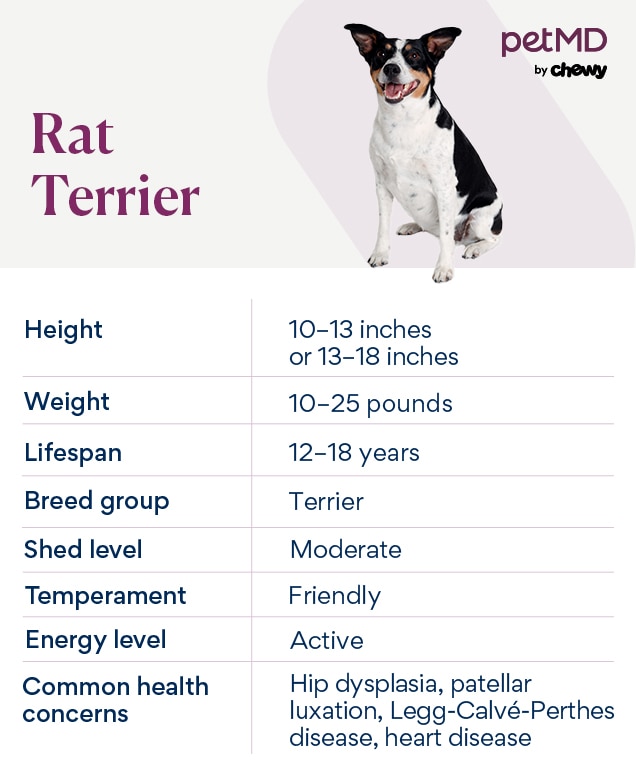 chart depicting a rat terrier's breed characteristics