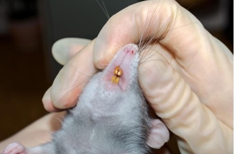 Healthy rat teeth