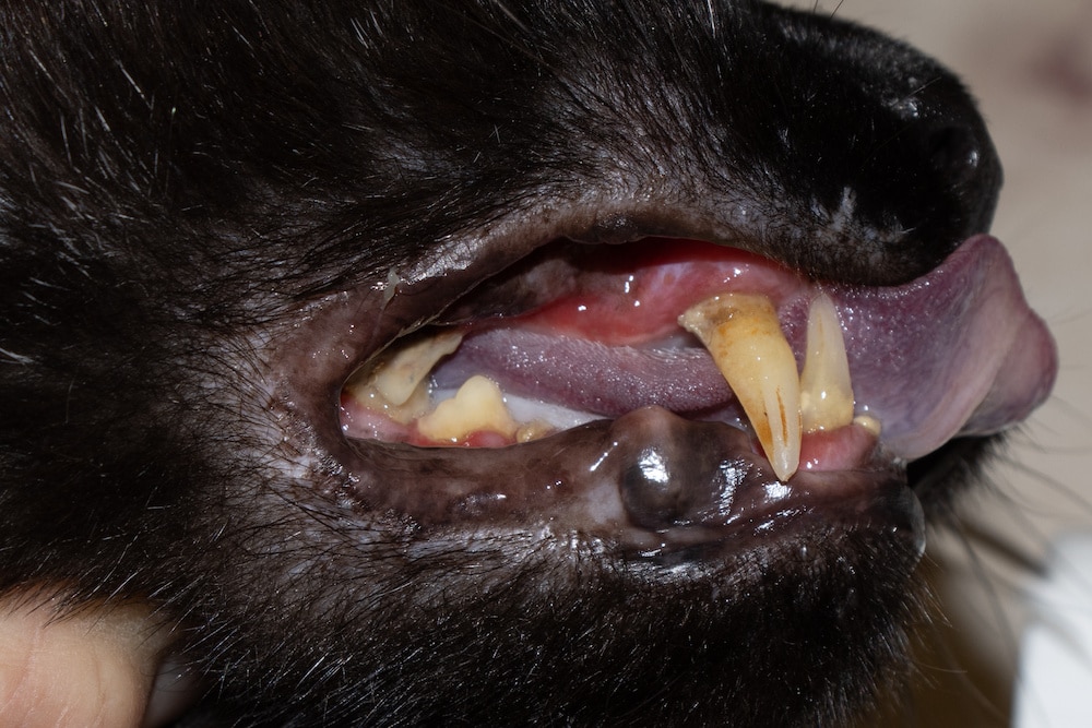 red gums and tartar on cat's teeth