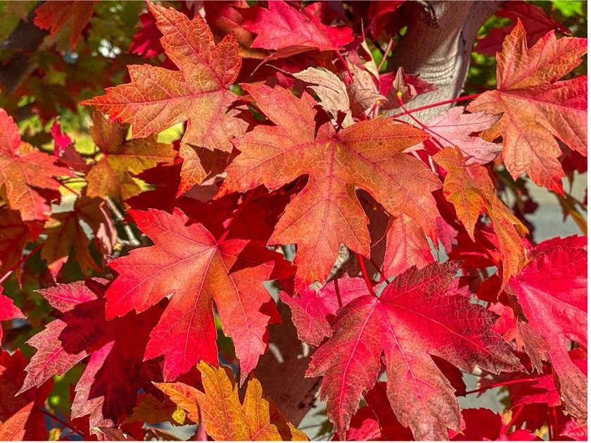 red maple leaf on red maple tree