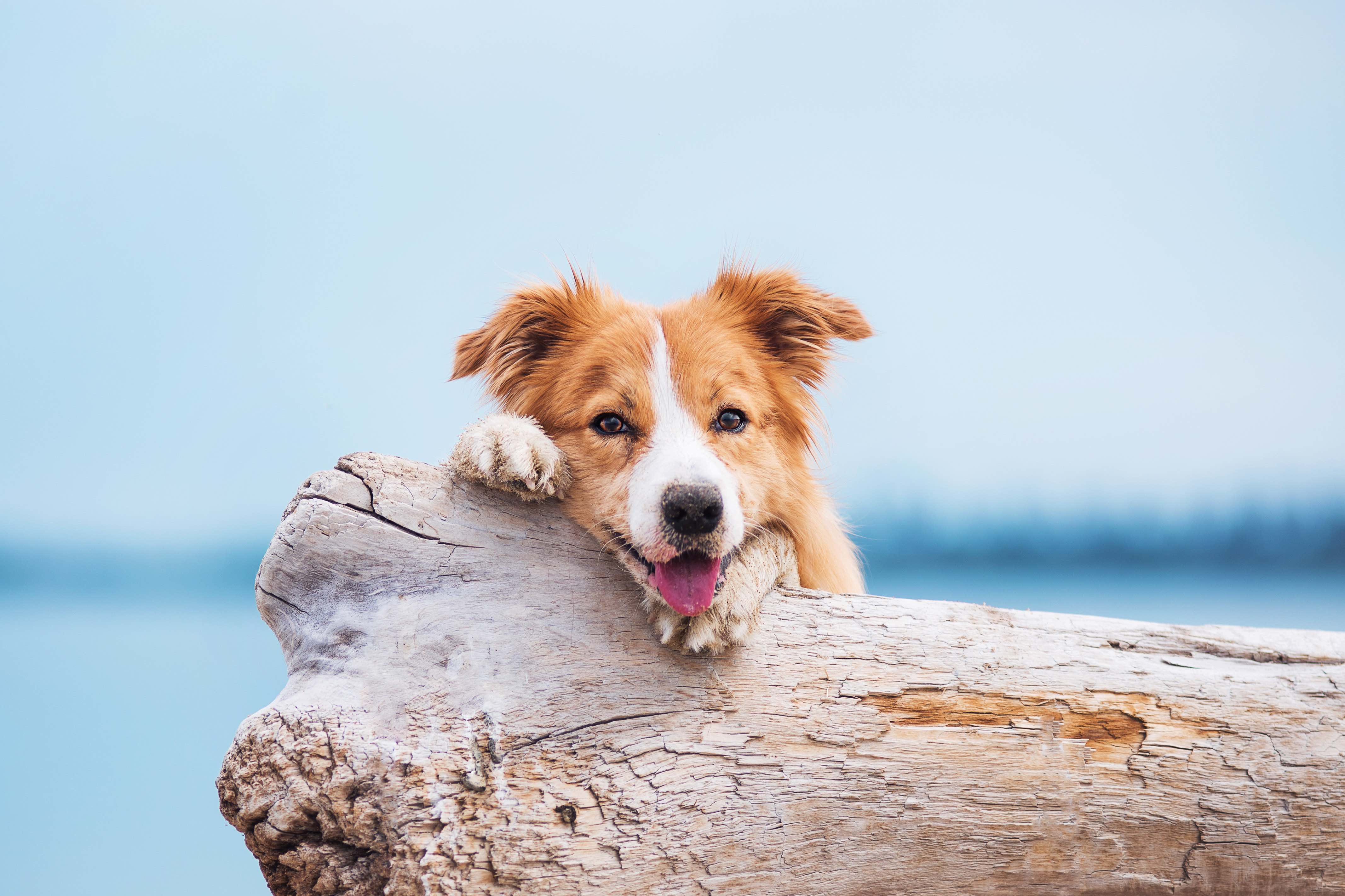 red border collie looking at the camera from behind a fallen log