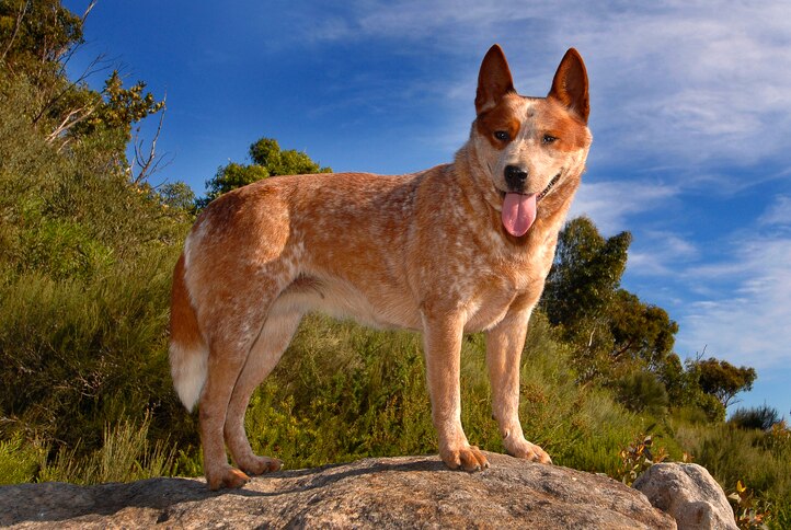 Red Heeler Dog