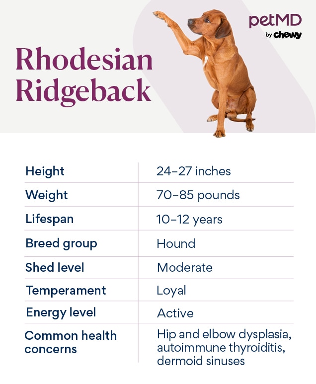 chart depicting a Rhodesian Ridgeback's breed characteristics