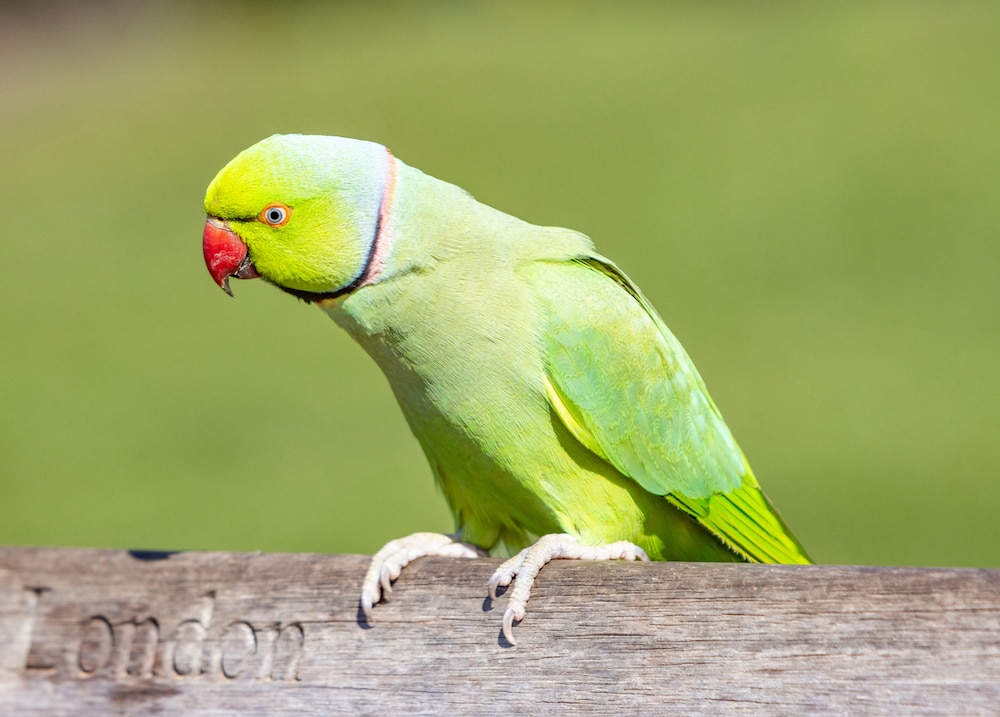 Ring-necked parakeet perched on park bench