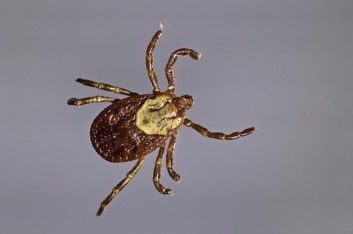 Rocky Mountain Wood Tick