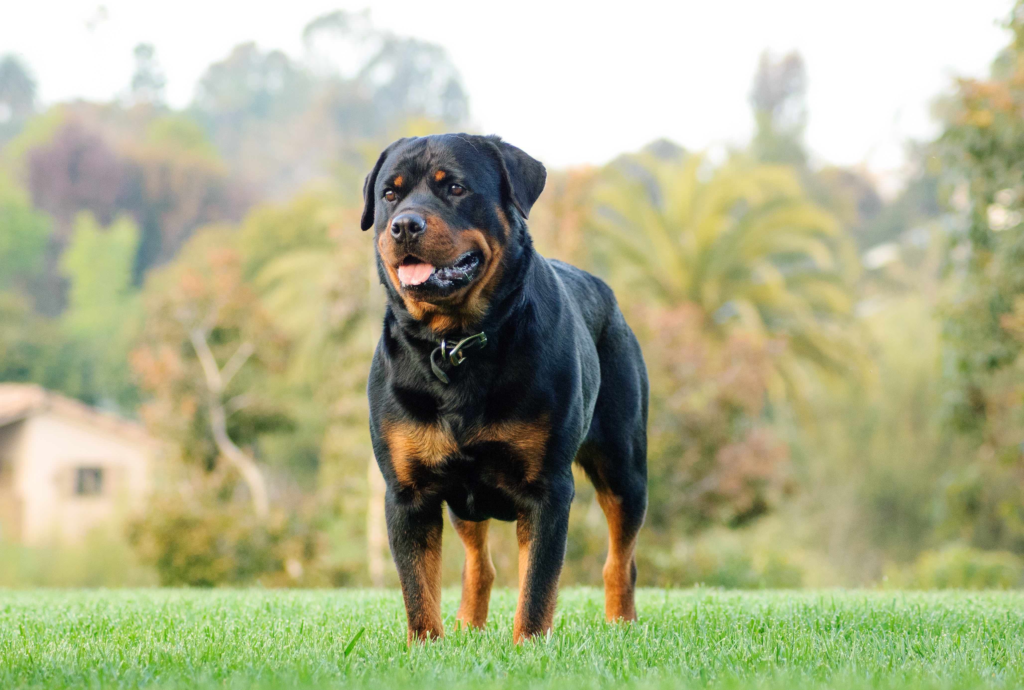 Health of  Rottweilers Dog Breed