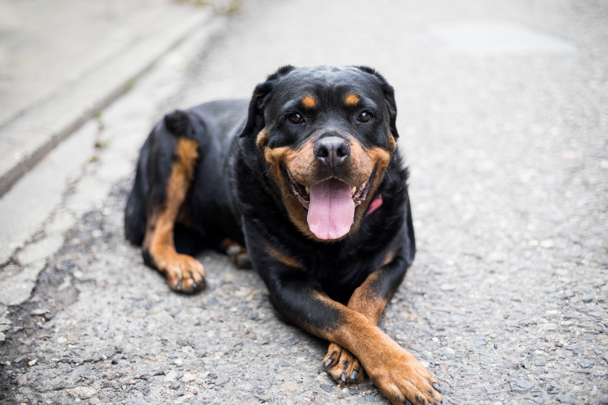 rottweiler dog smiling and lying on concrete