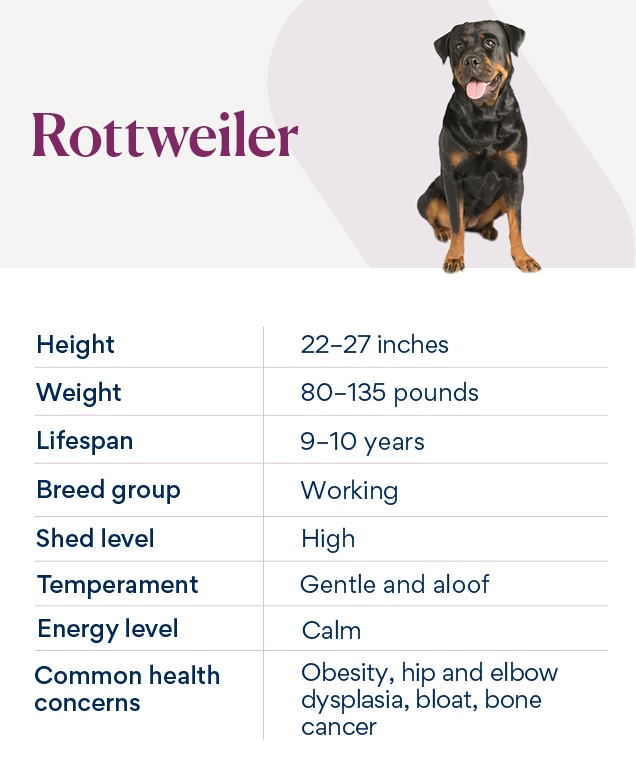 Rottweiler Dog Breed Health And Care