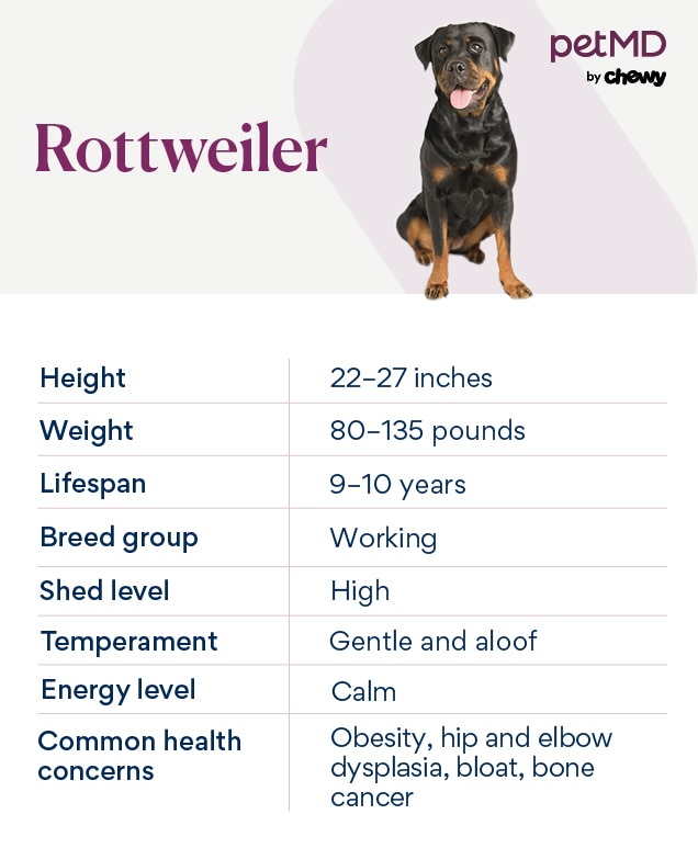 Rottweiler Dog Breed Health and Care PetMD