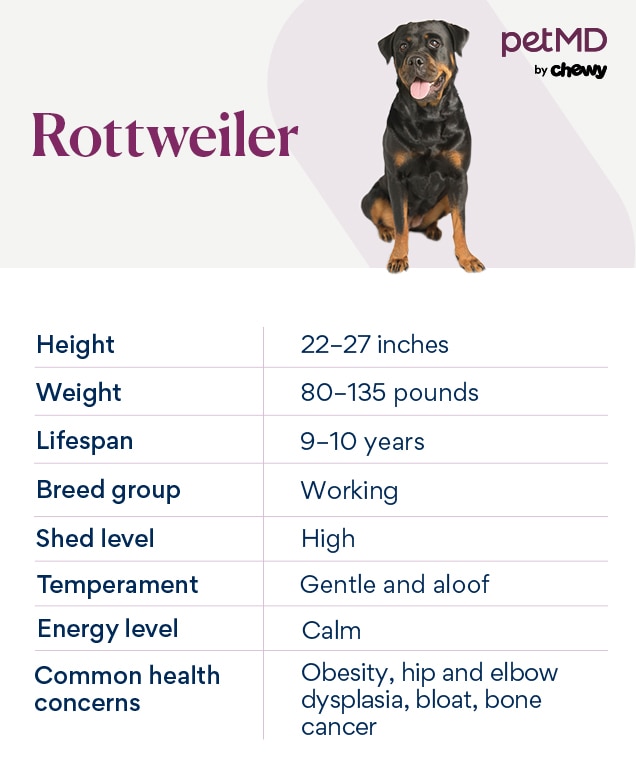 chart depicting rottweiler characteristics