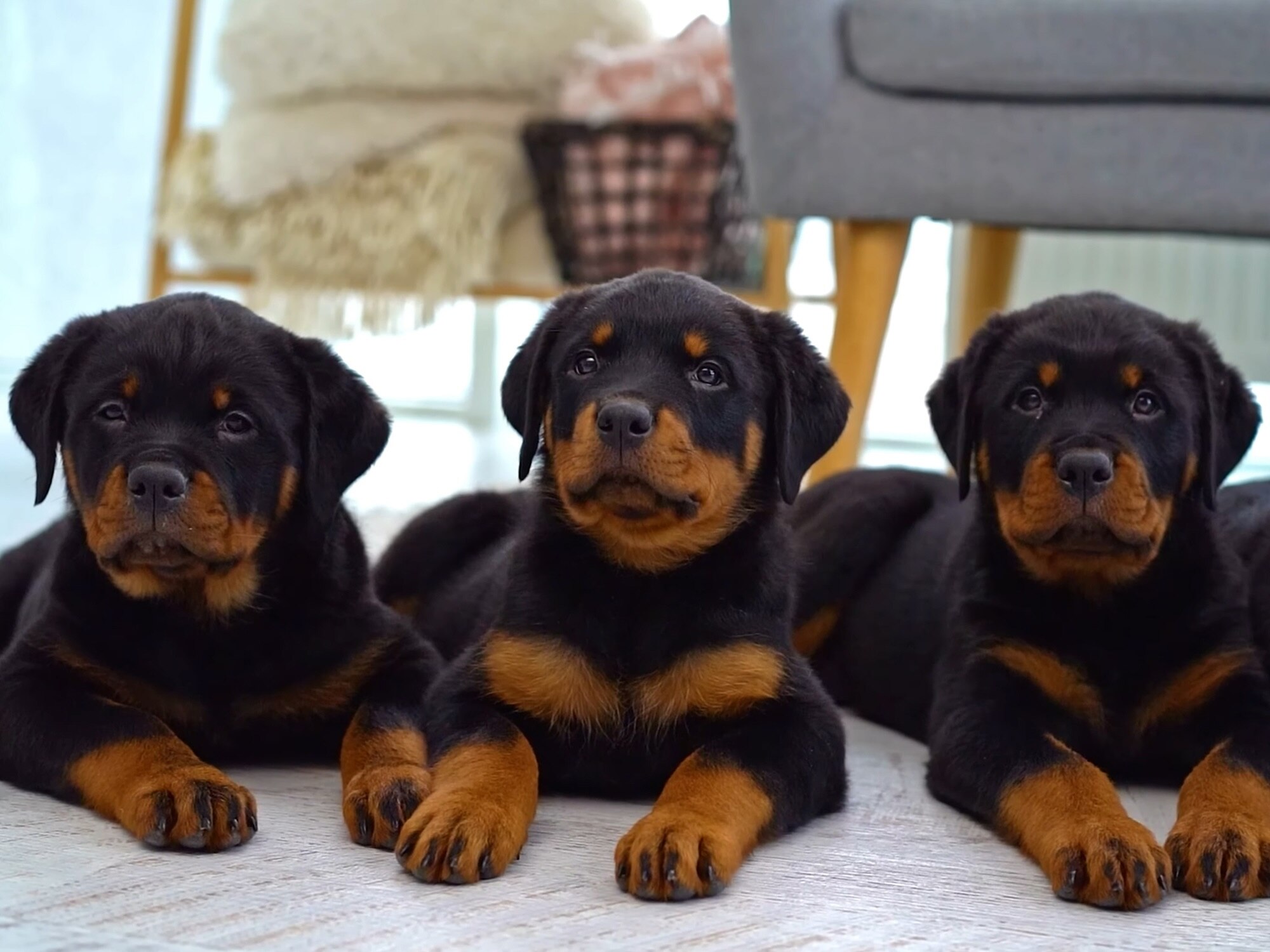 Rottweiler England Rottweiler England