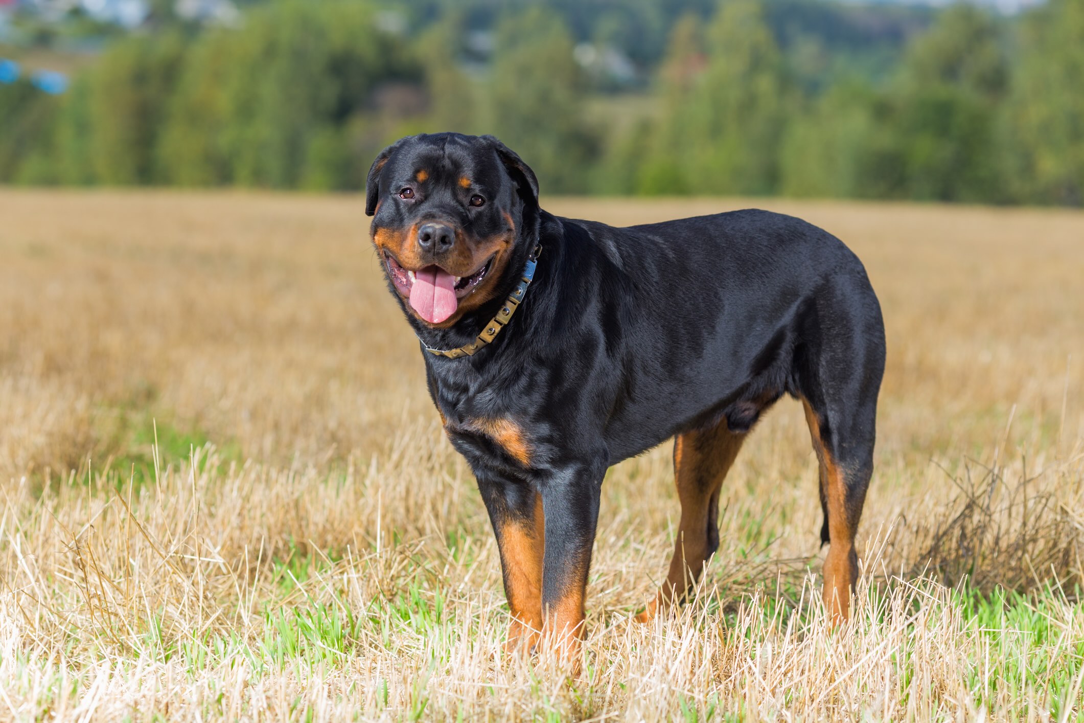 A Rottweiler dog standing outside and smiling.