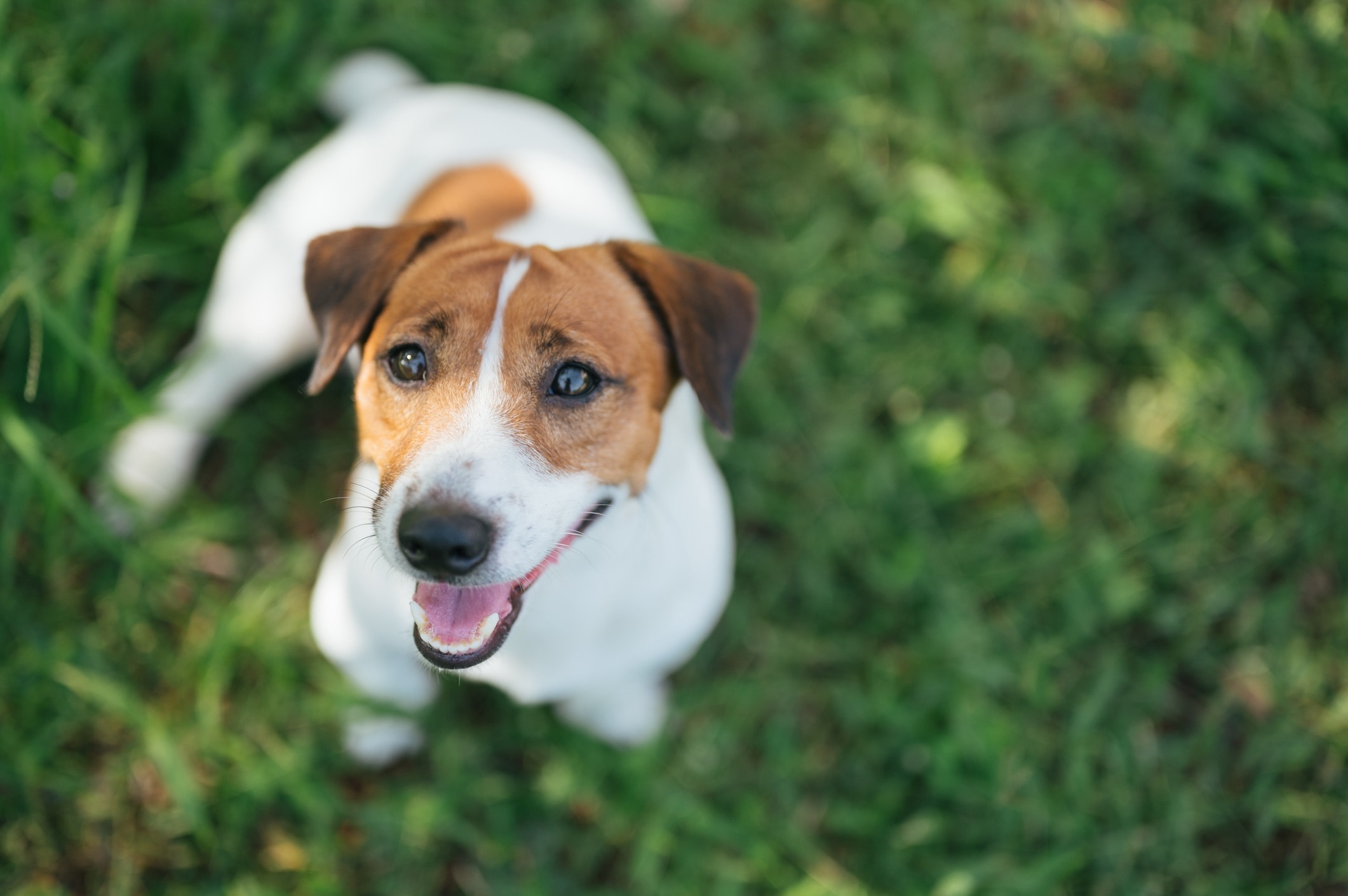 aerial shot of a russell terrier looking up at the camera