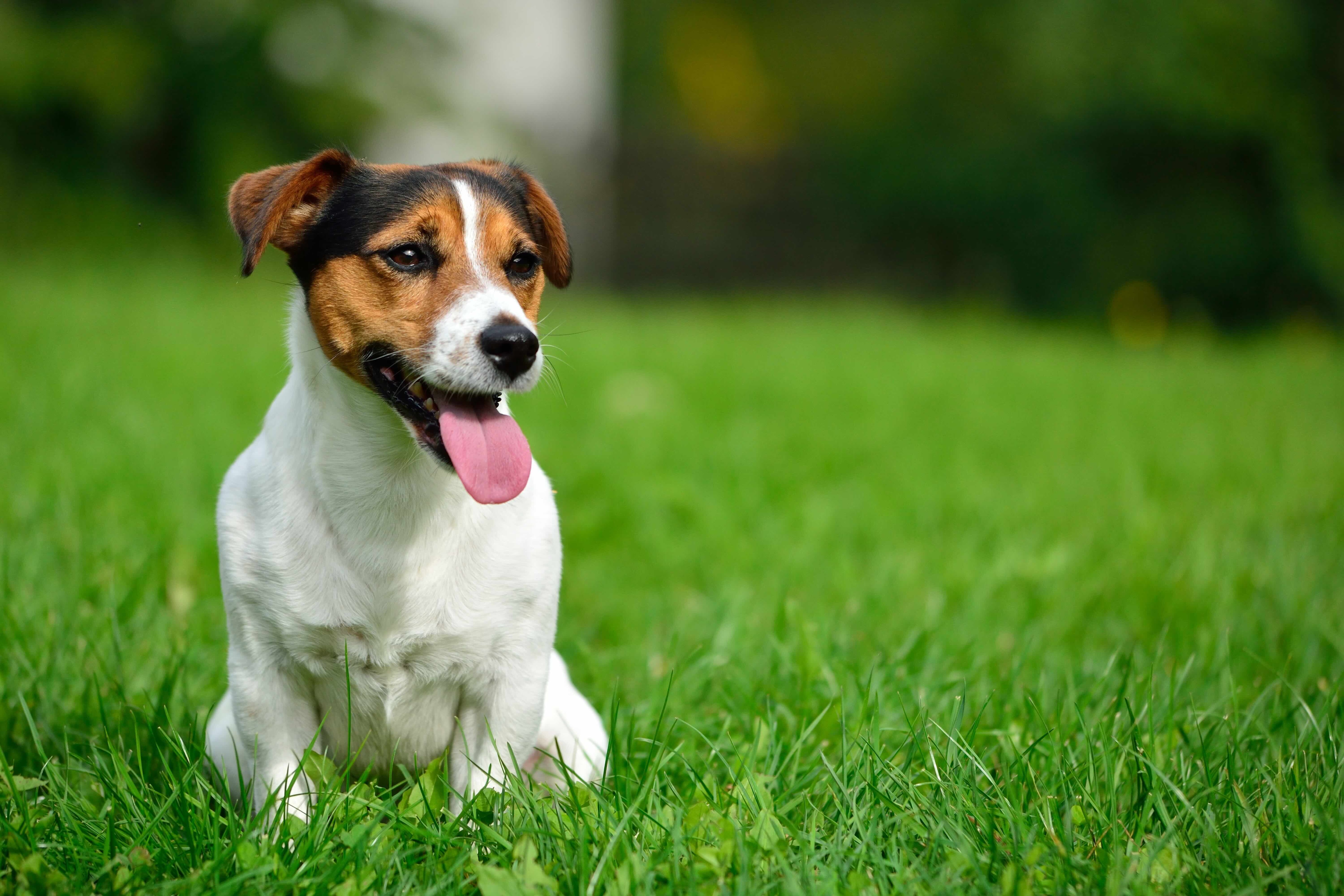 brown and white russell terrier sitting in grass in shallow focus