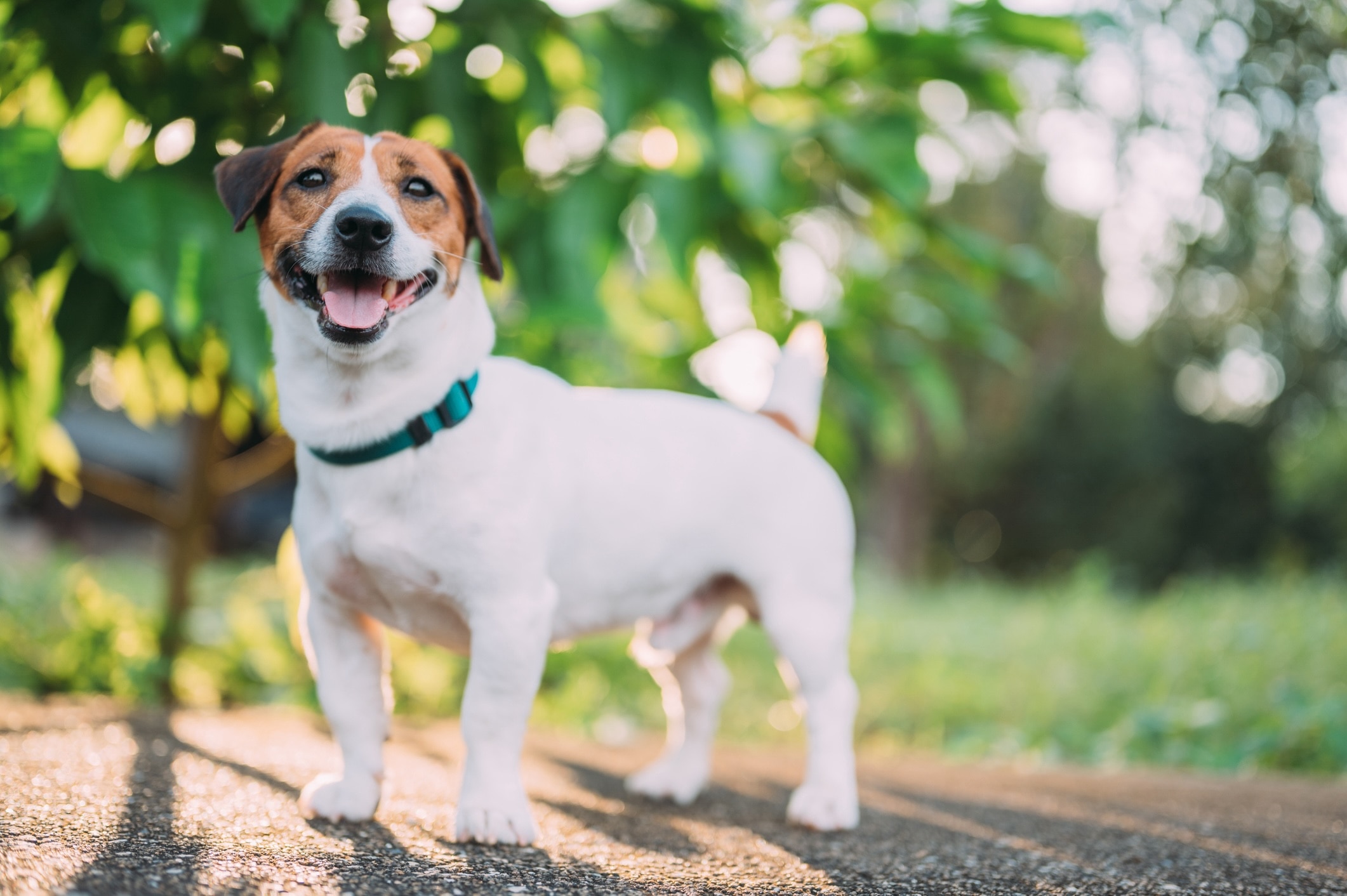 below shot of a russell terrier standing tall