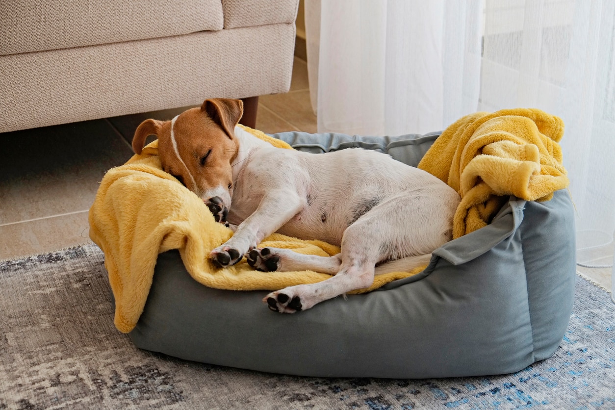 russell terrier sleeping in a dog bed