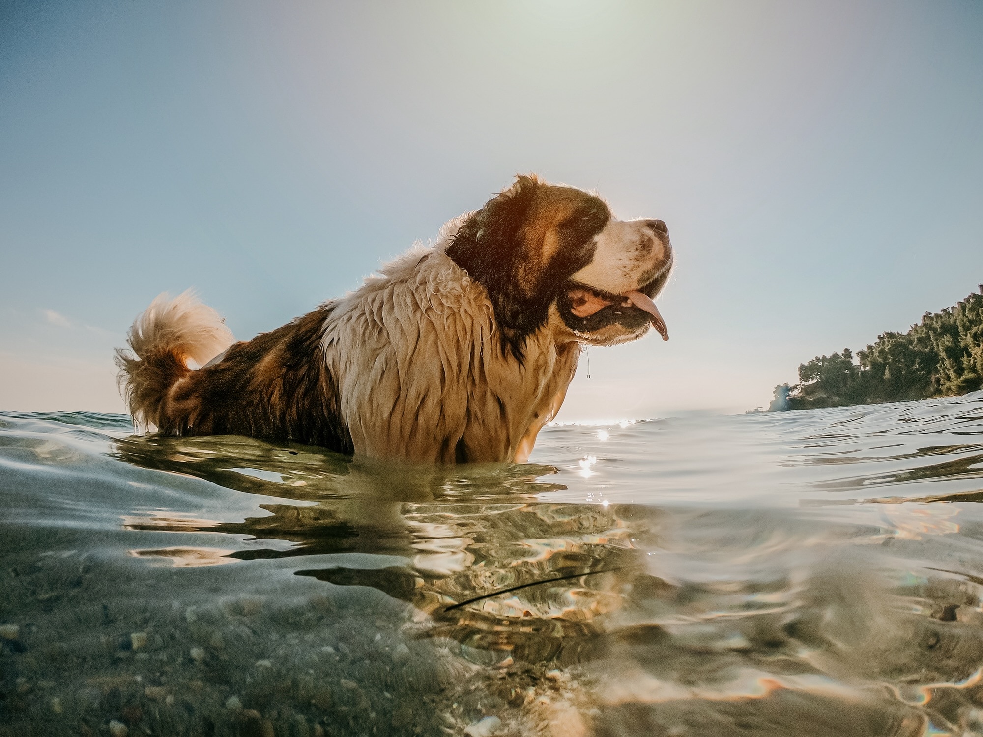 saint bernard in water