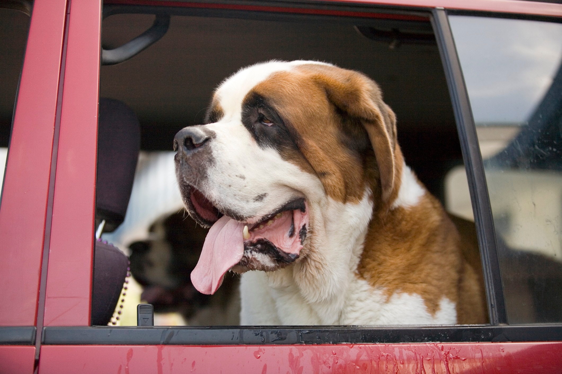 short-haired saint bernard sitting in a car