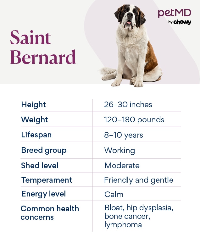 chart depicting a saint bernard's breed characteristics