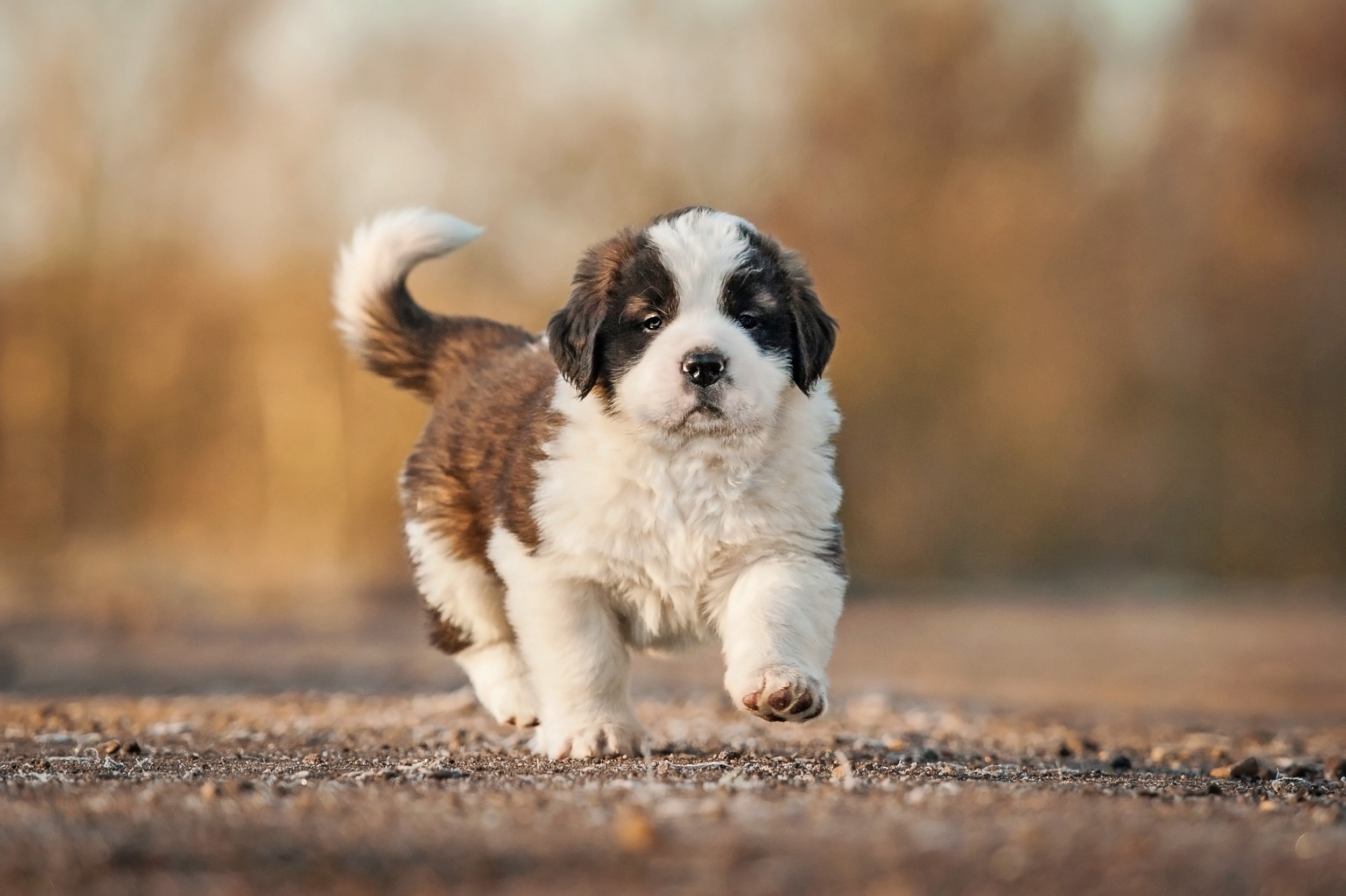 A orders st bernard