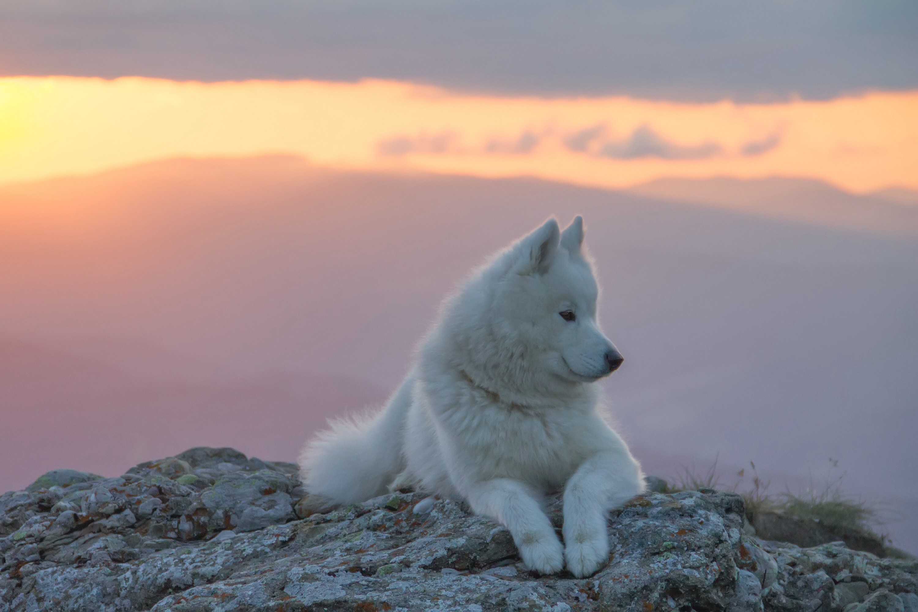 samoyed lying on a mountaintop at sunrise