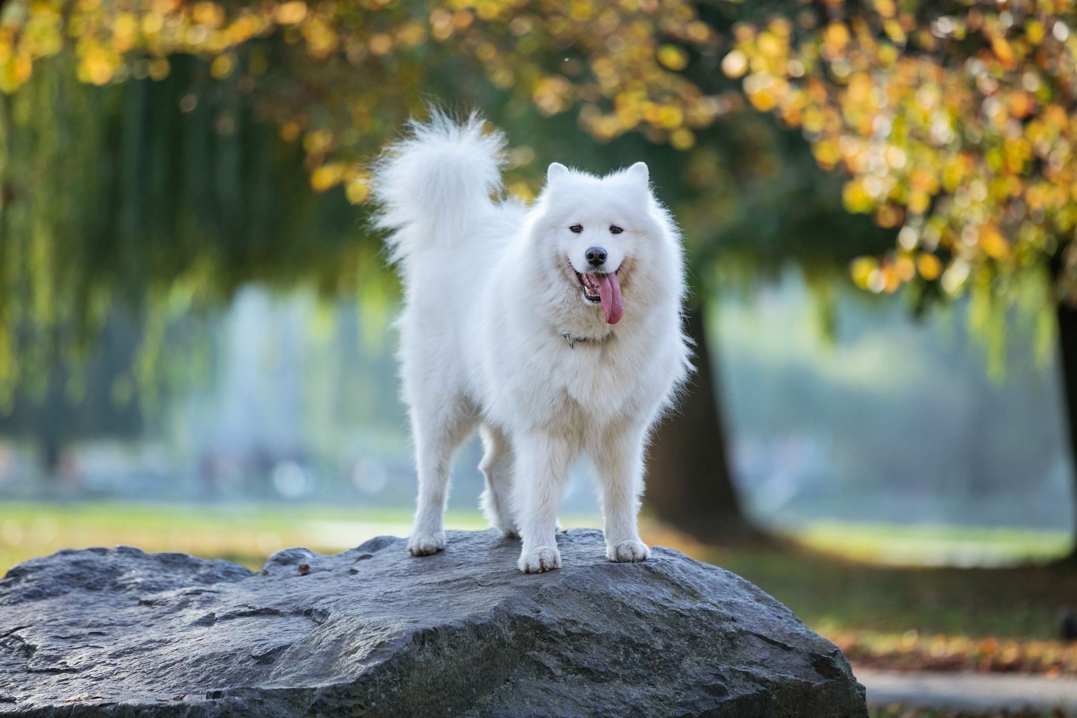 samoyed dog standing on a rock with his tongue out