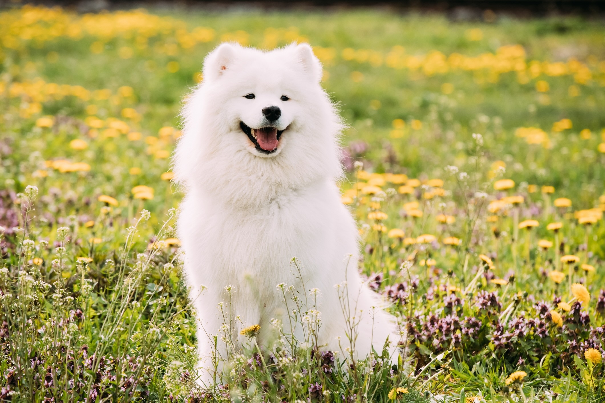 white dog sitting in a field of grass and yellow flowers