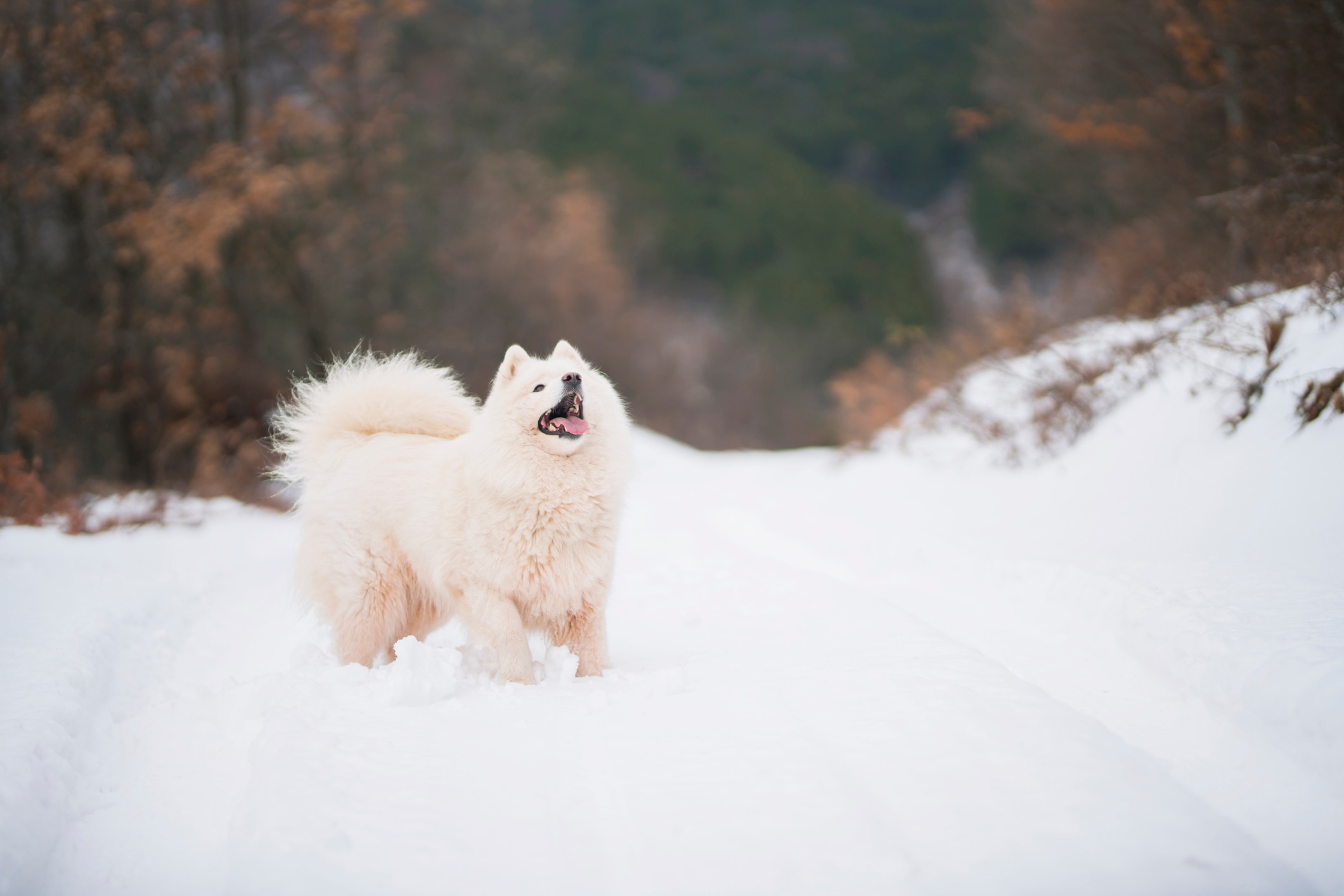 samoyed dog playing in the snow