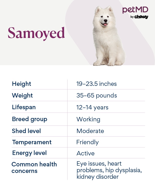 chart depicting the samoyed dog breed's characteristics