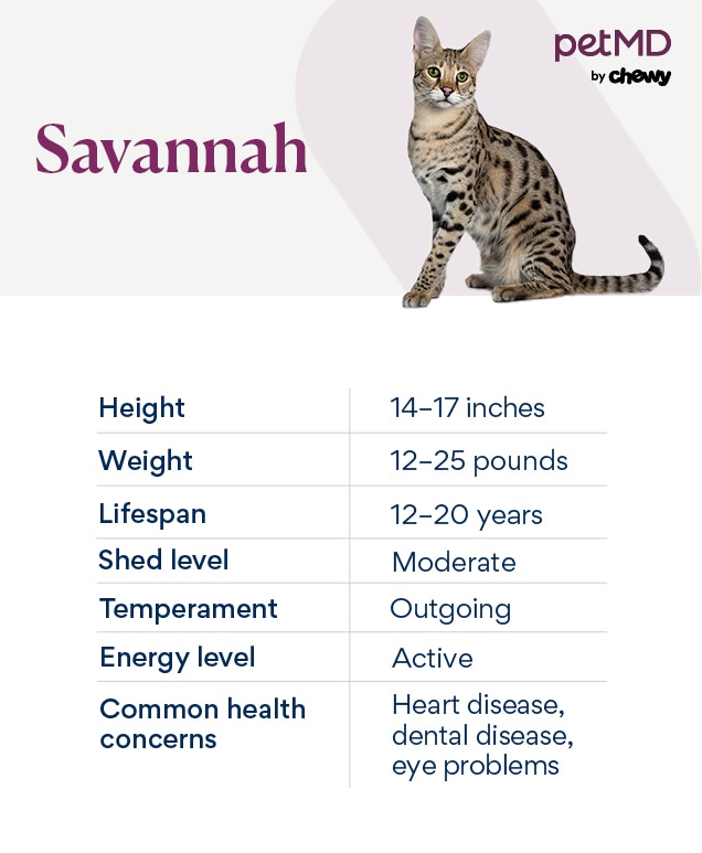 chart depicting a savannah cat's characteristics