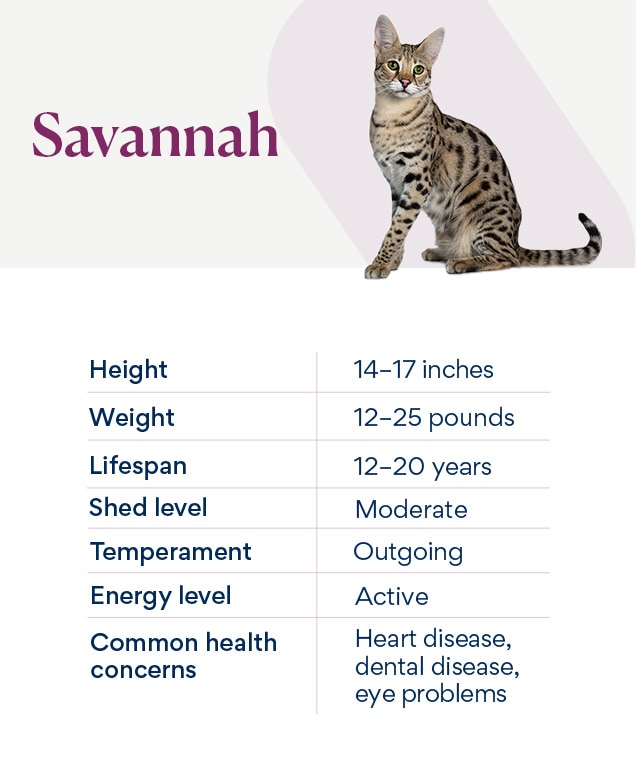 chart depicting a savannah cat's characteristics