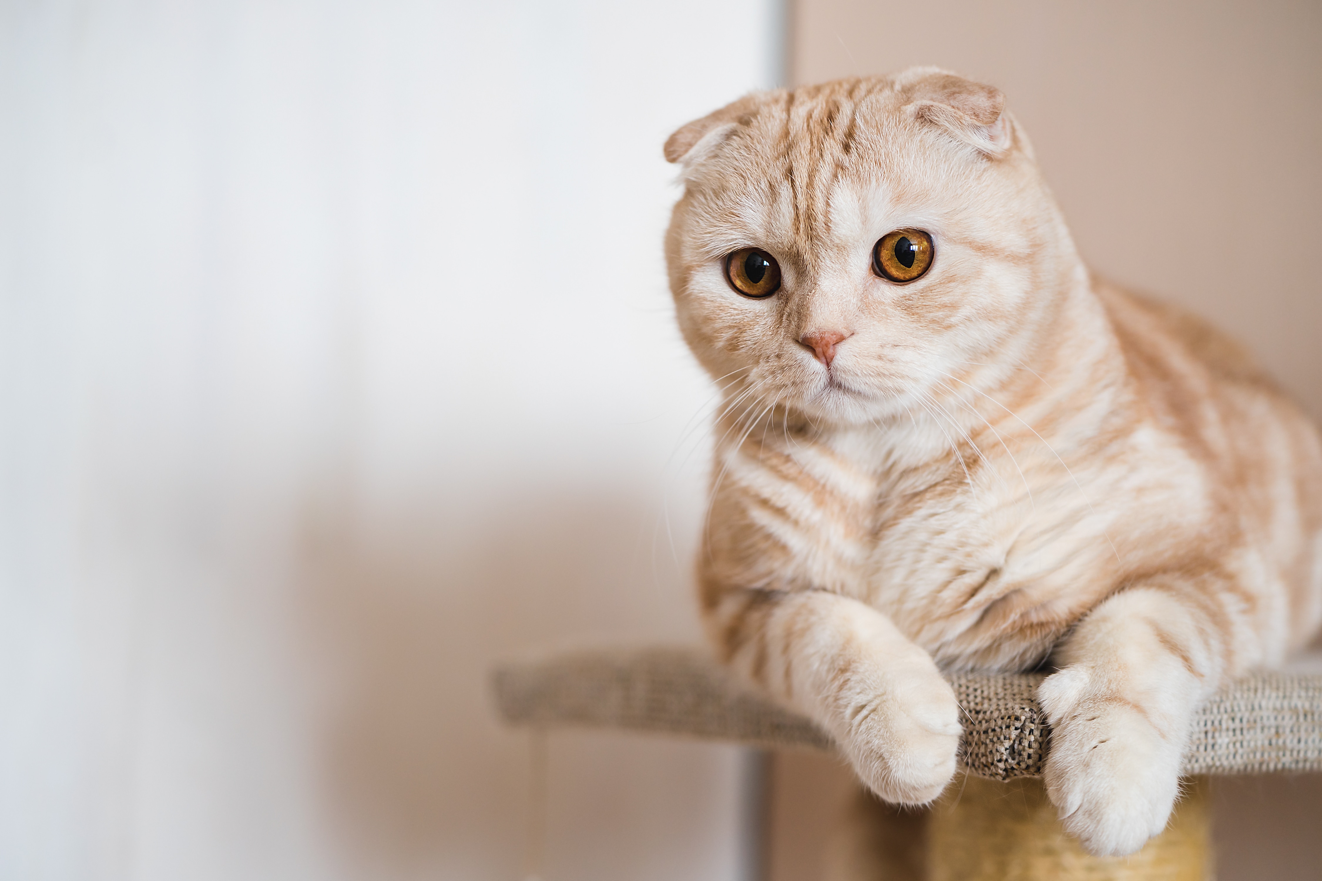 genetic anomalies in cats: scottish fold cat