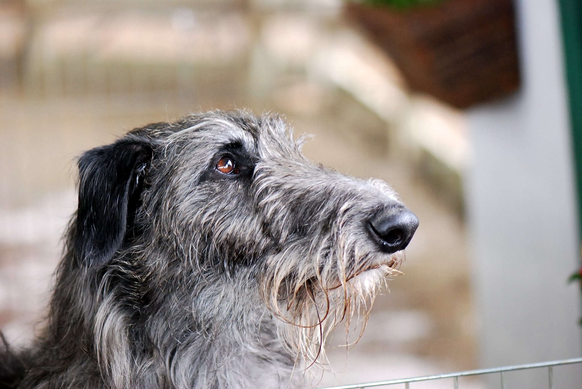 close-up of a scottish deerhound looking up