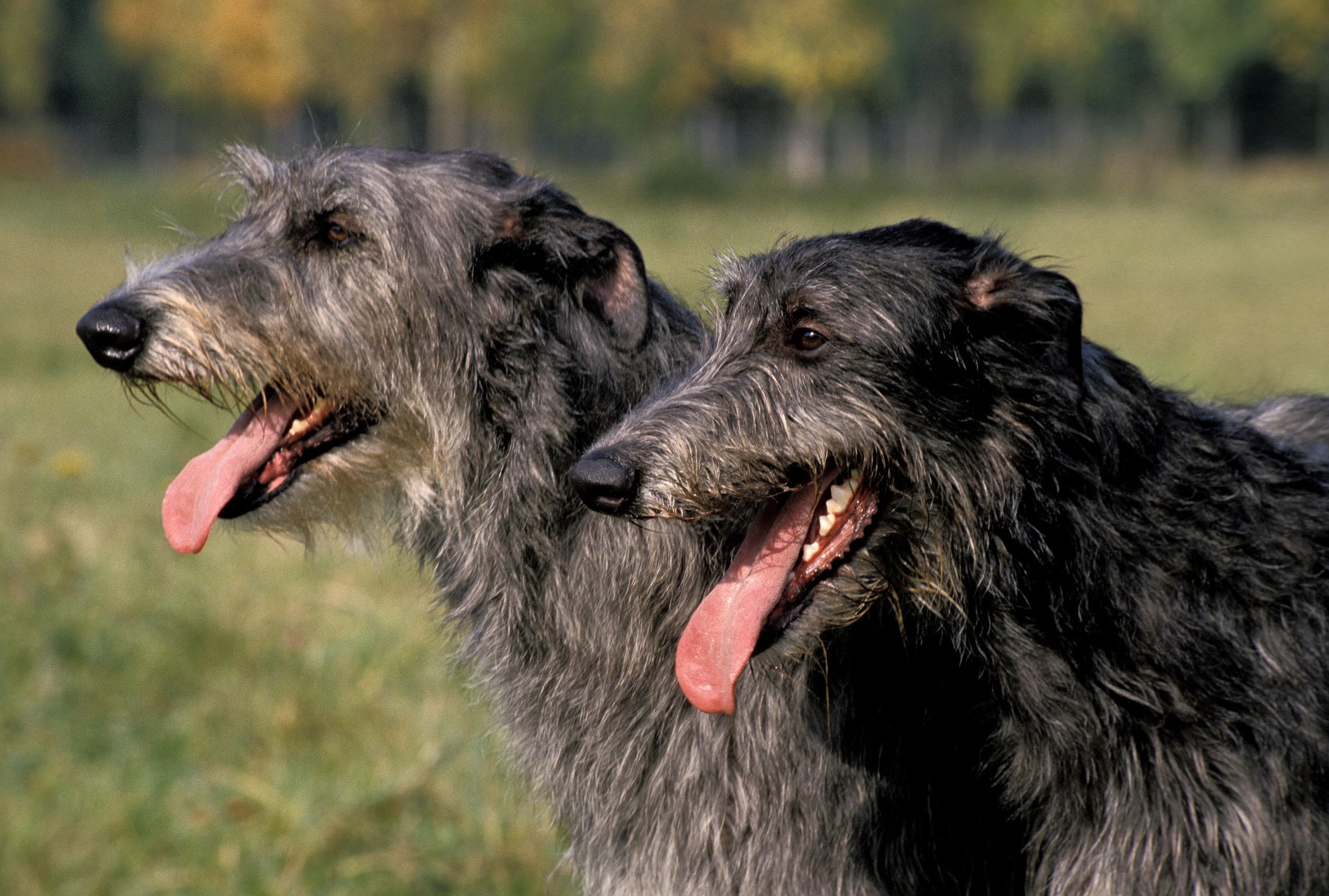 two scottish deerhounds standing together with their tongues out