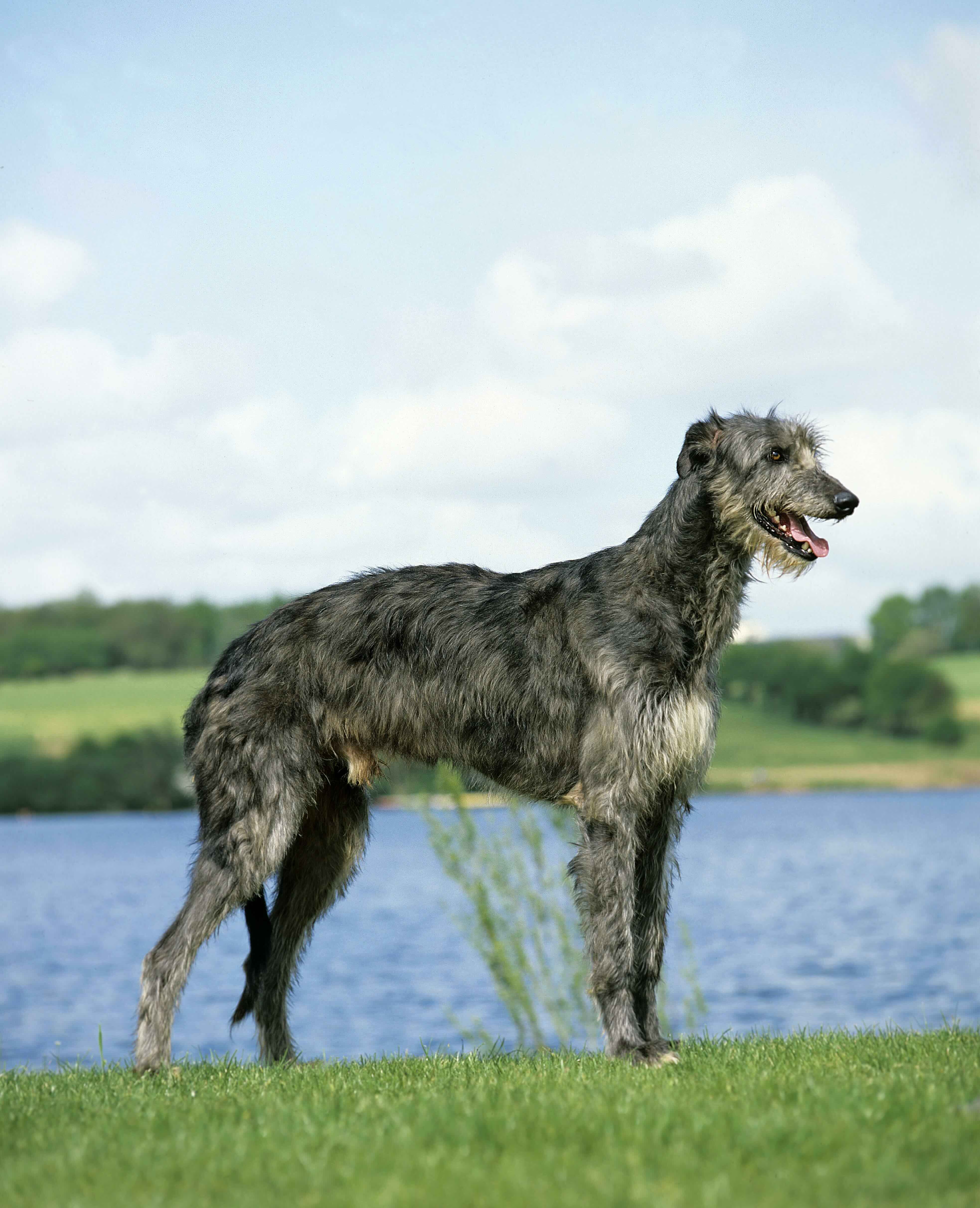 gray scottish deerhound standing in grass