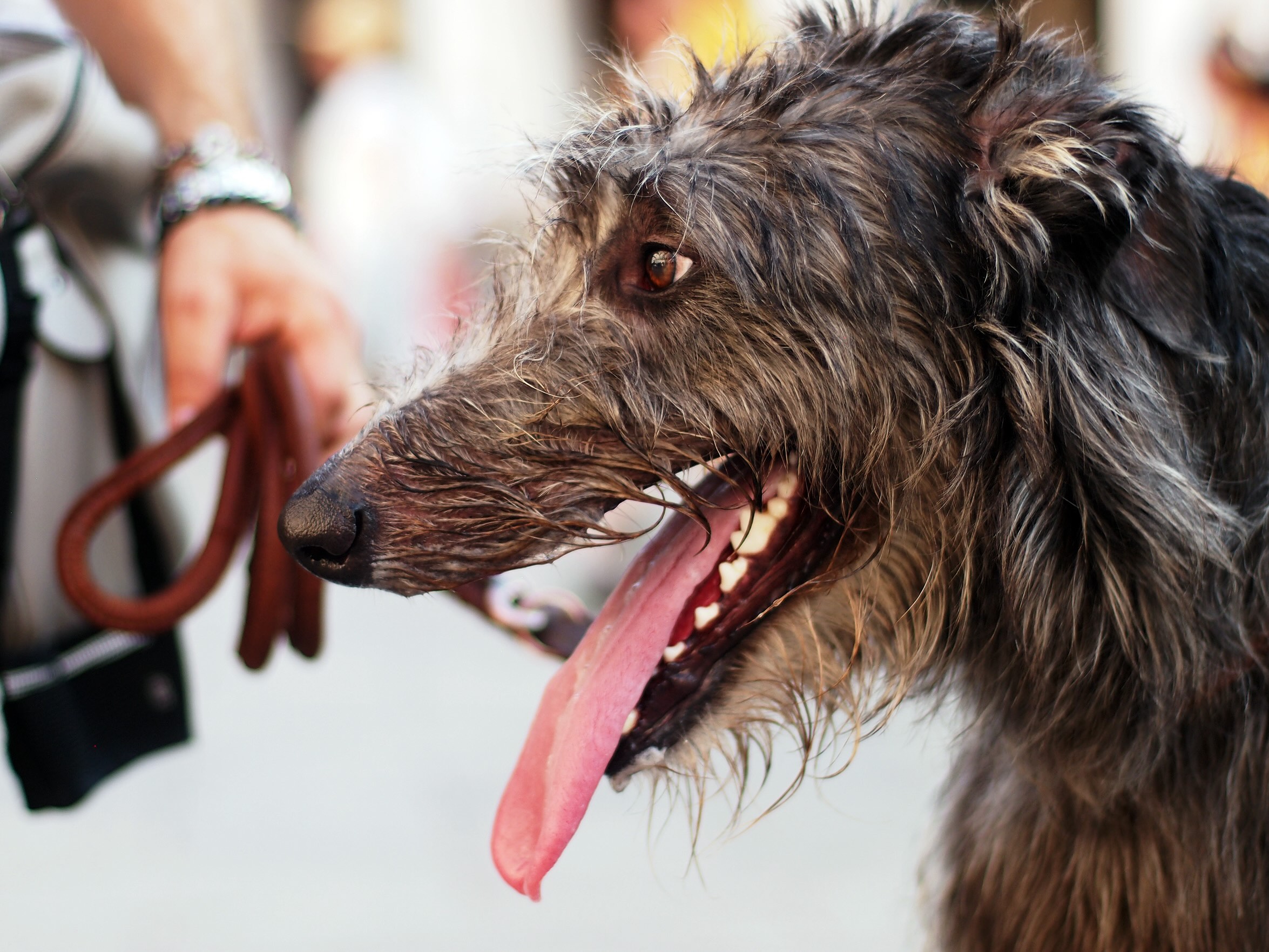 close-up of a panting scottish deerhound on a leash