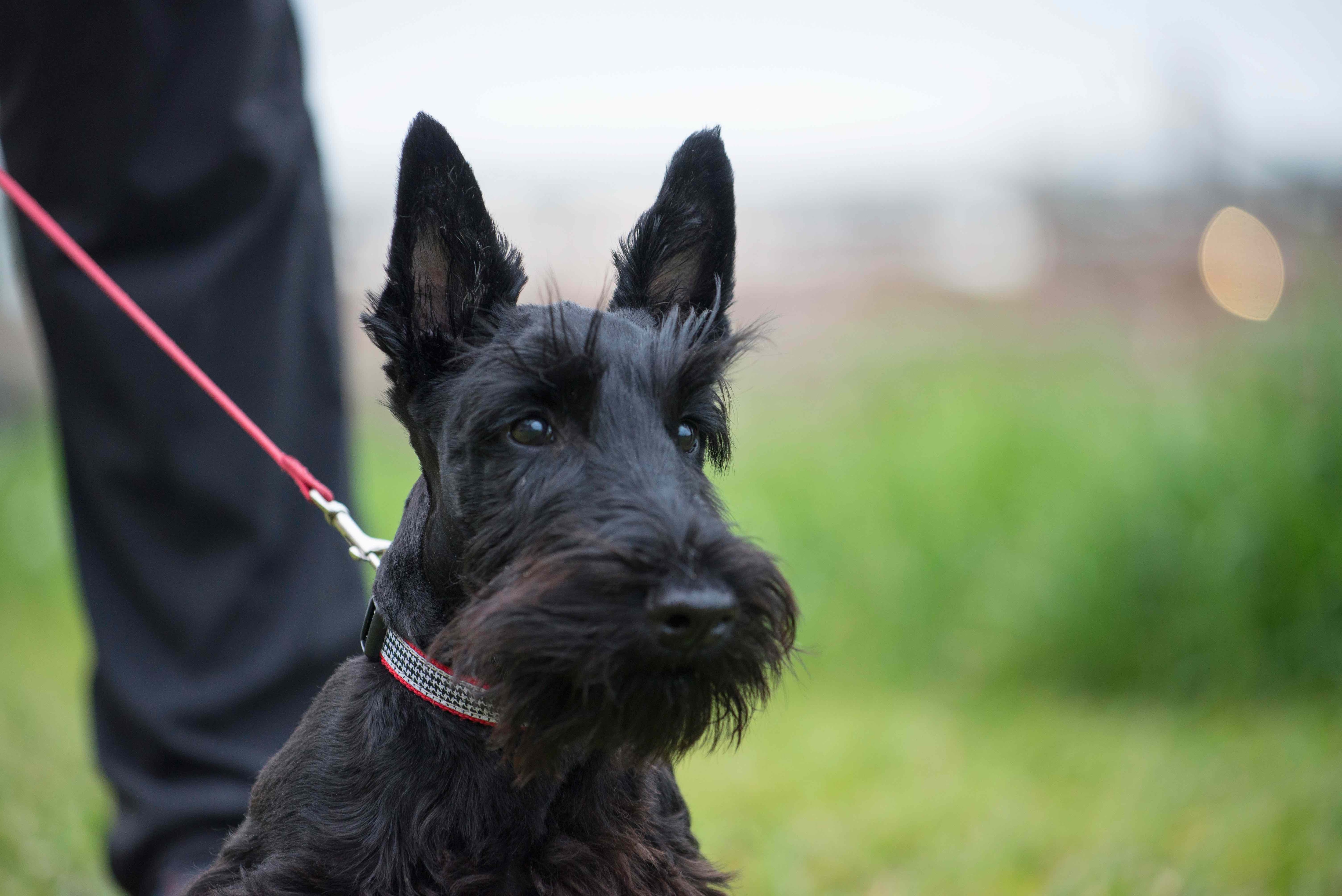 close-up of a black scottish terrier's face 