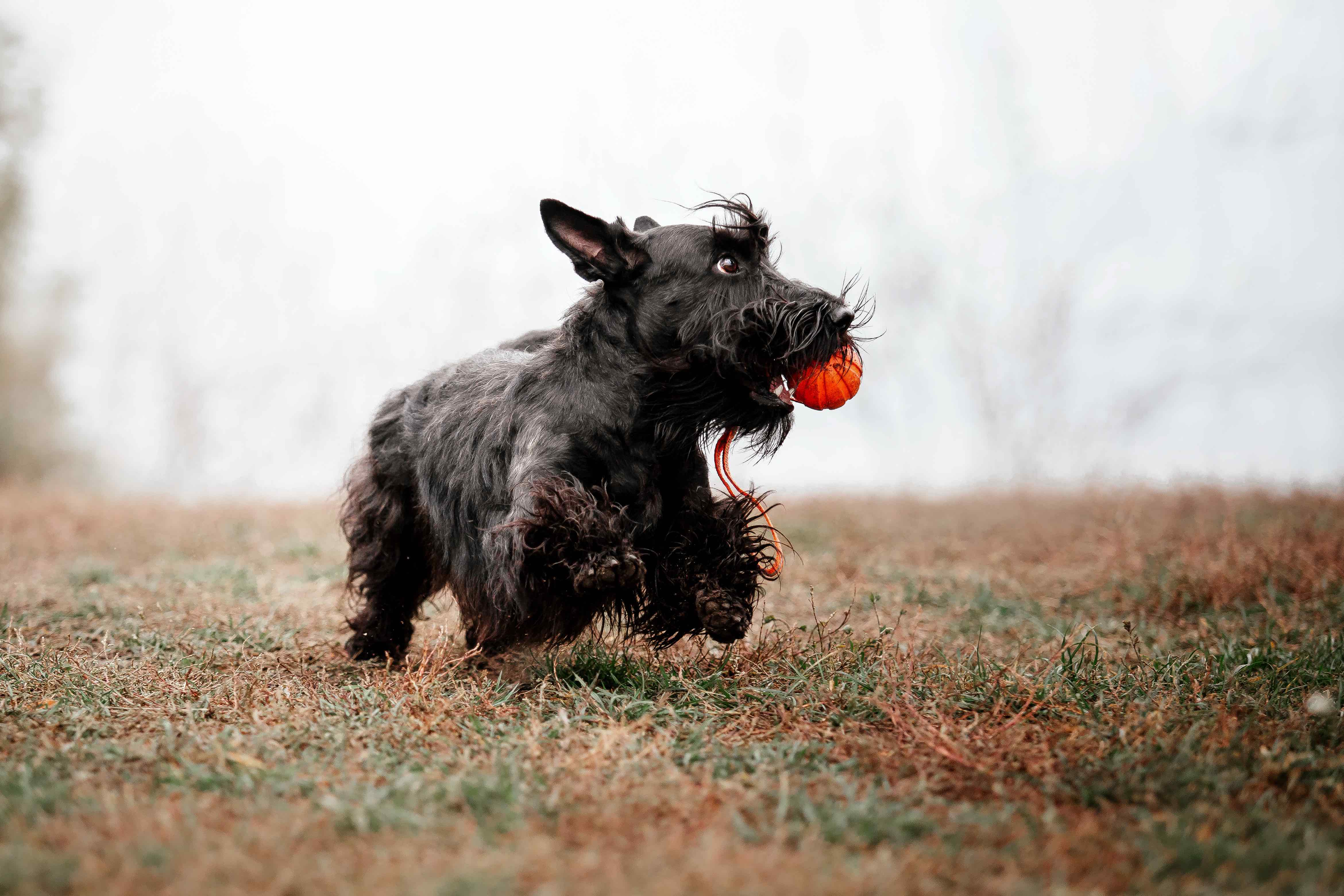 scottish terrier running with an orange toy in his mouth