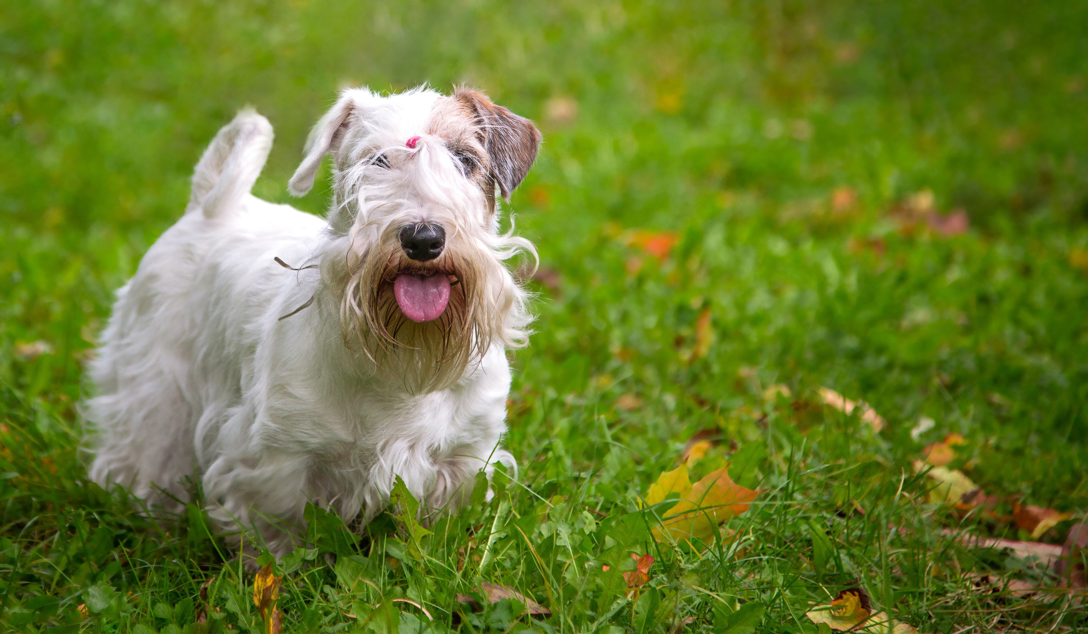 sealyham terrier looking at the camera with his face fur in a pony tail