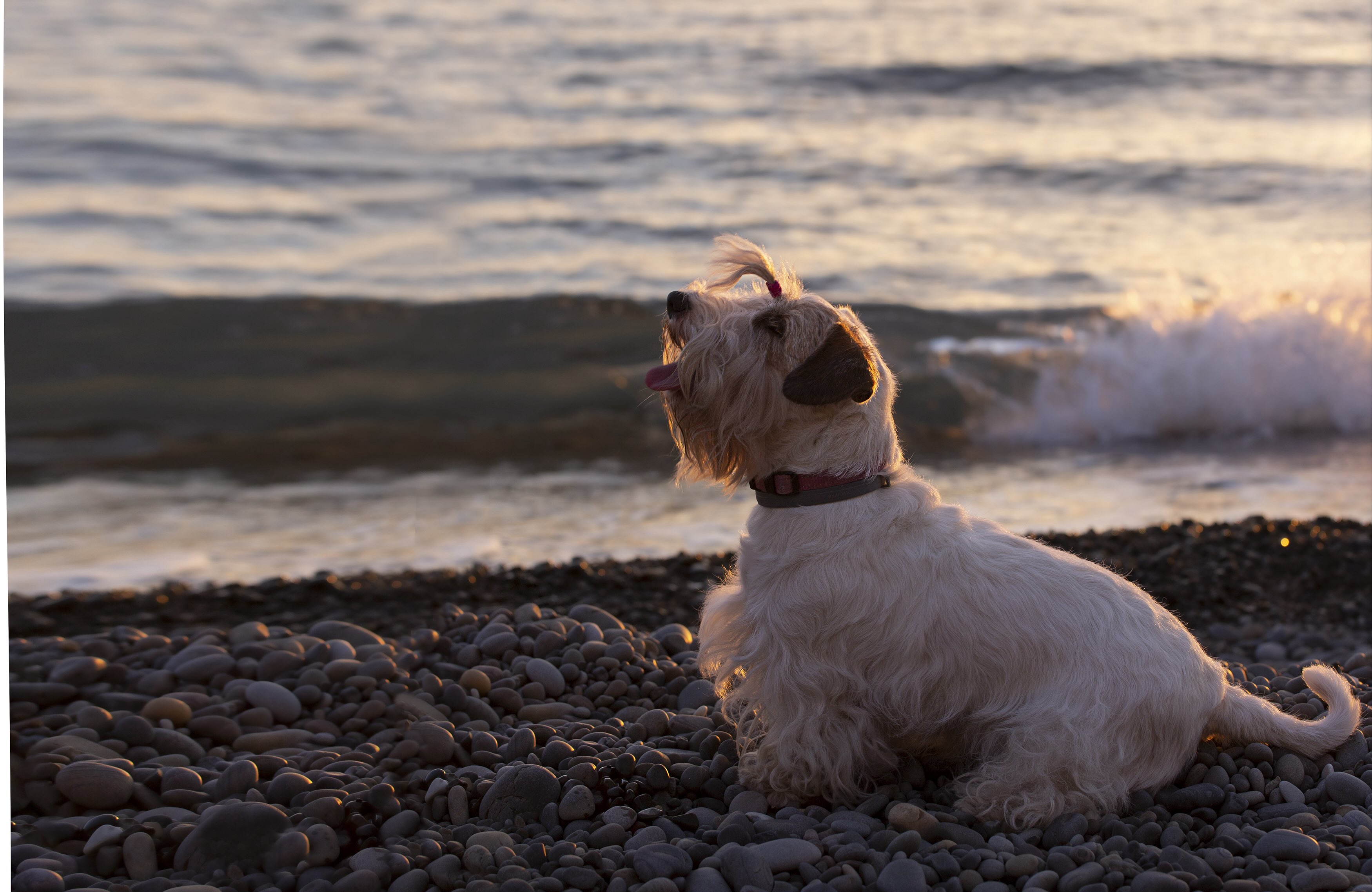 sealyham terrier sitting on a beach at sunset