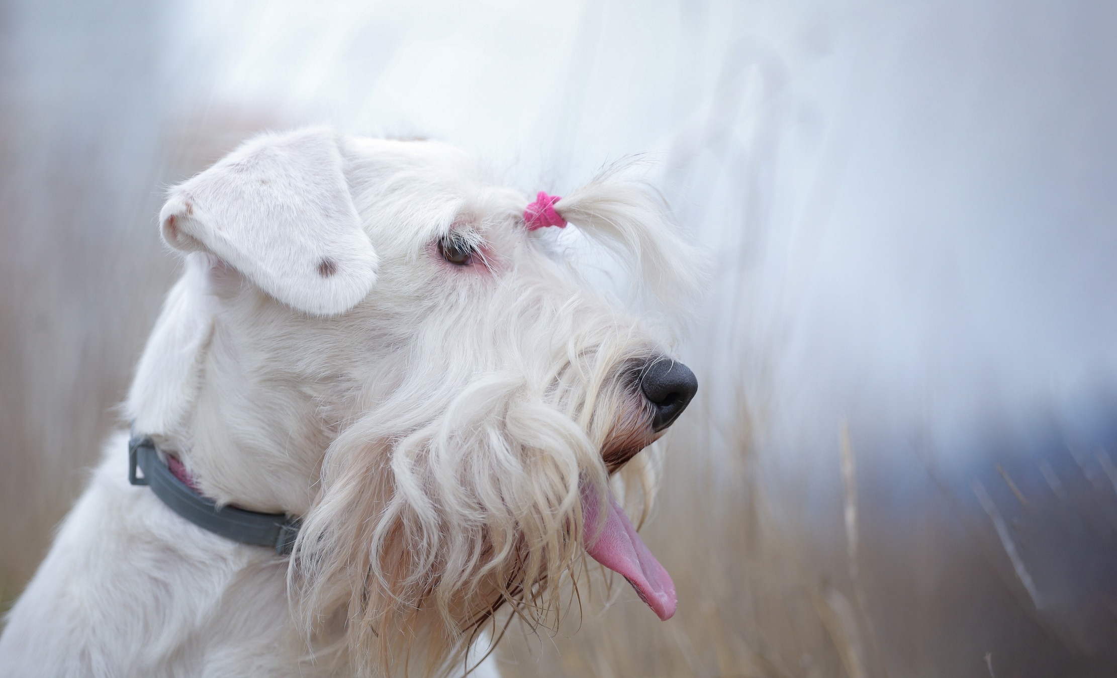 close-up of a sealyham terrier's face wearing a pink hair tie