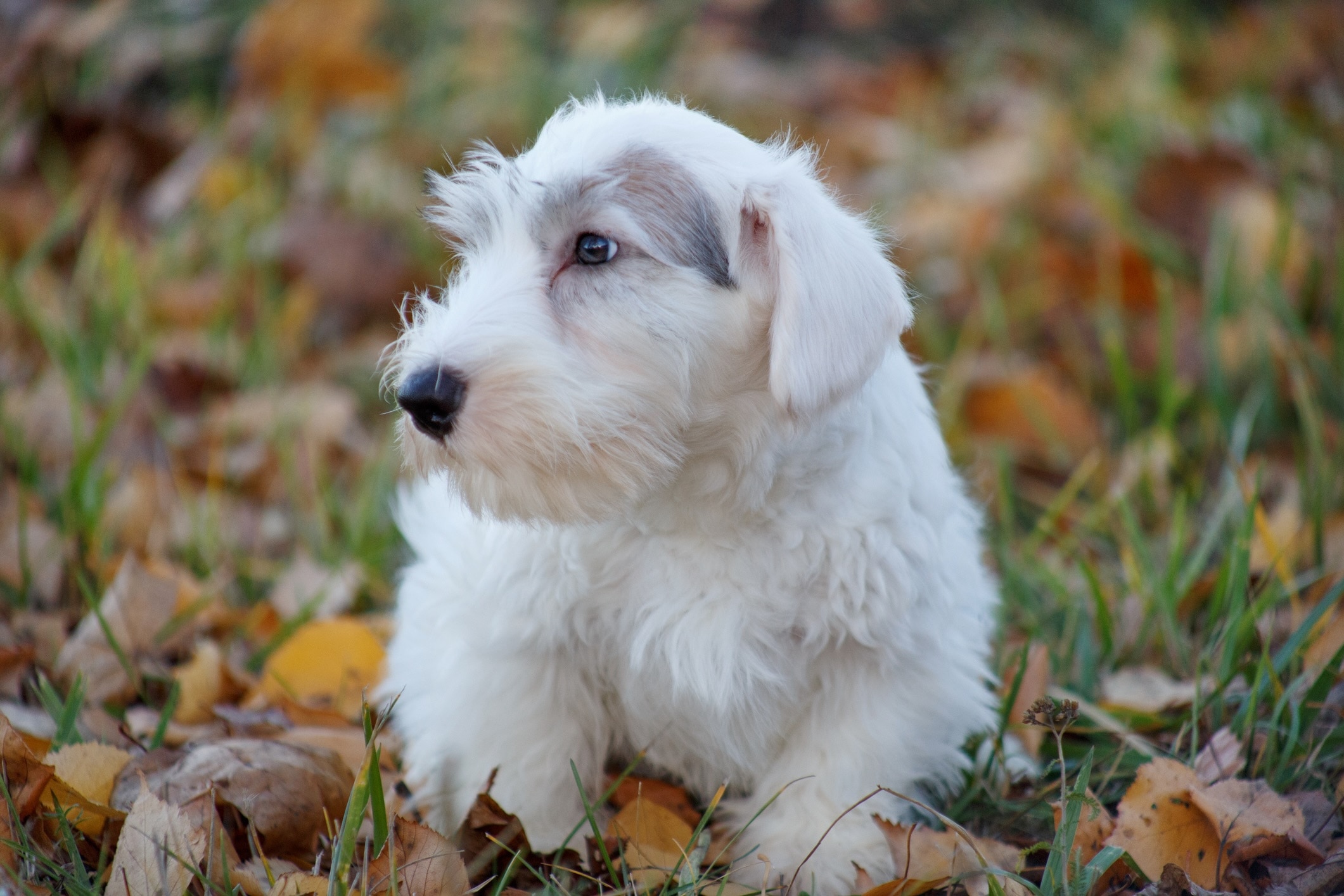 sealyham terrier puppy sitting