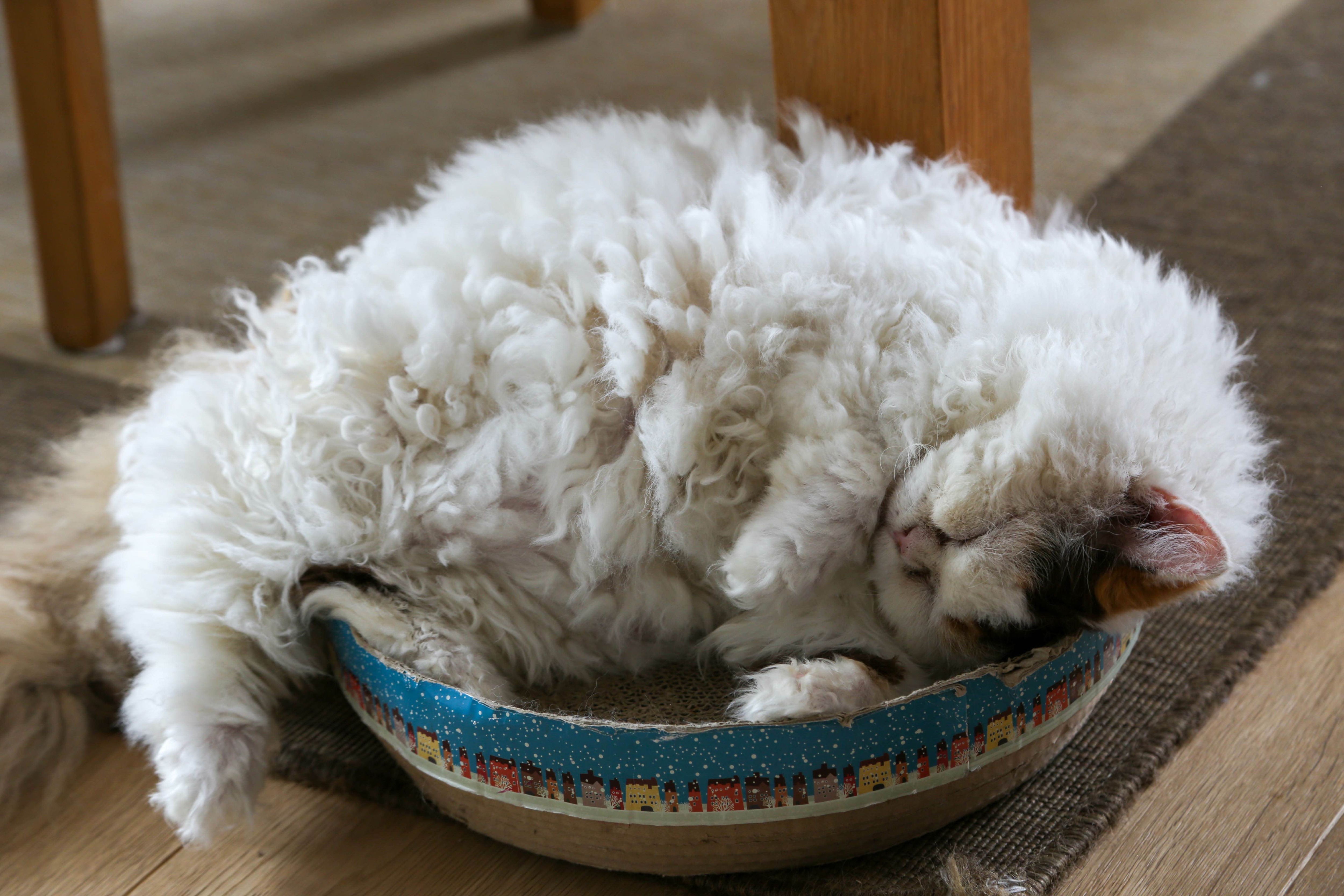 curly-haired selkirk rex cat curled up asleep in a wooden bowl