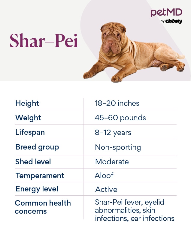 chart depicting a shar pei dog's breed characteristics
