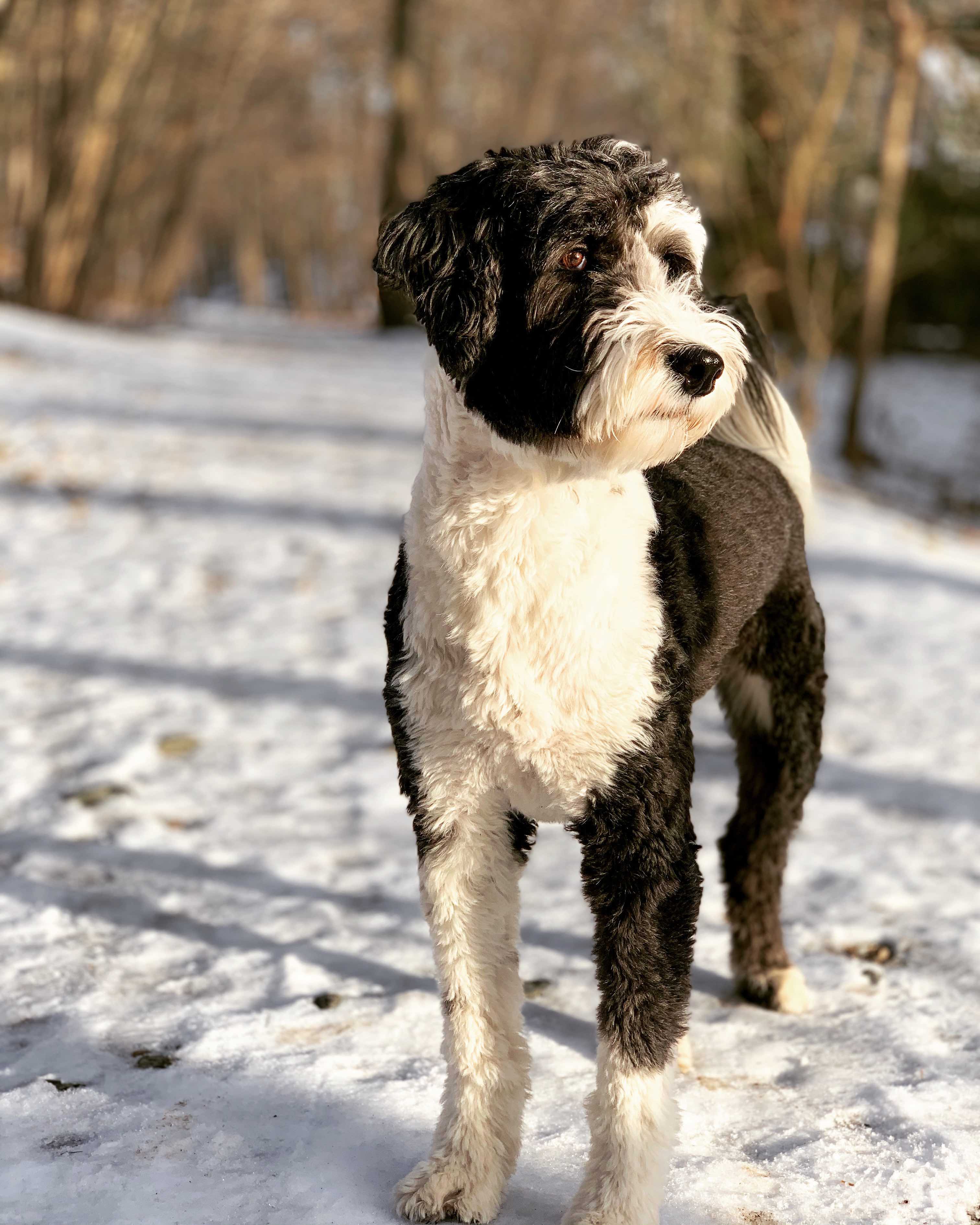 black and white shaved sheepadoodle