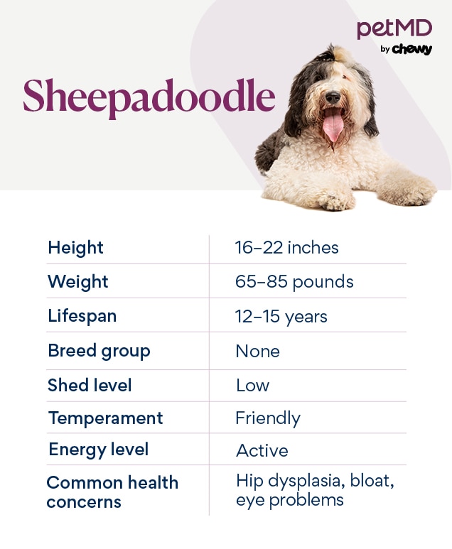 chart depicting a sheepadoodle dog's characteristics
