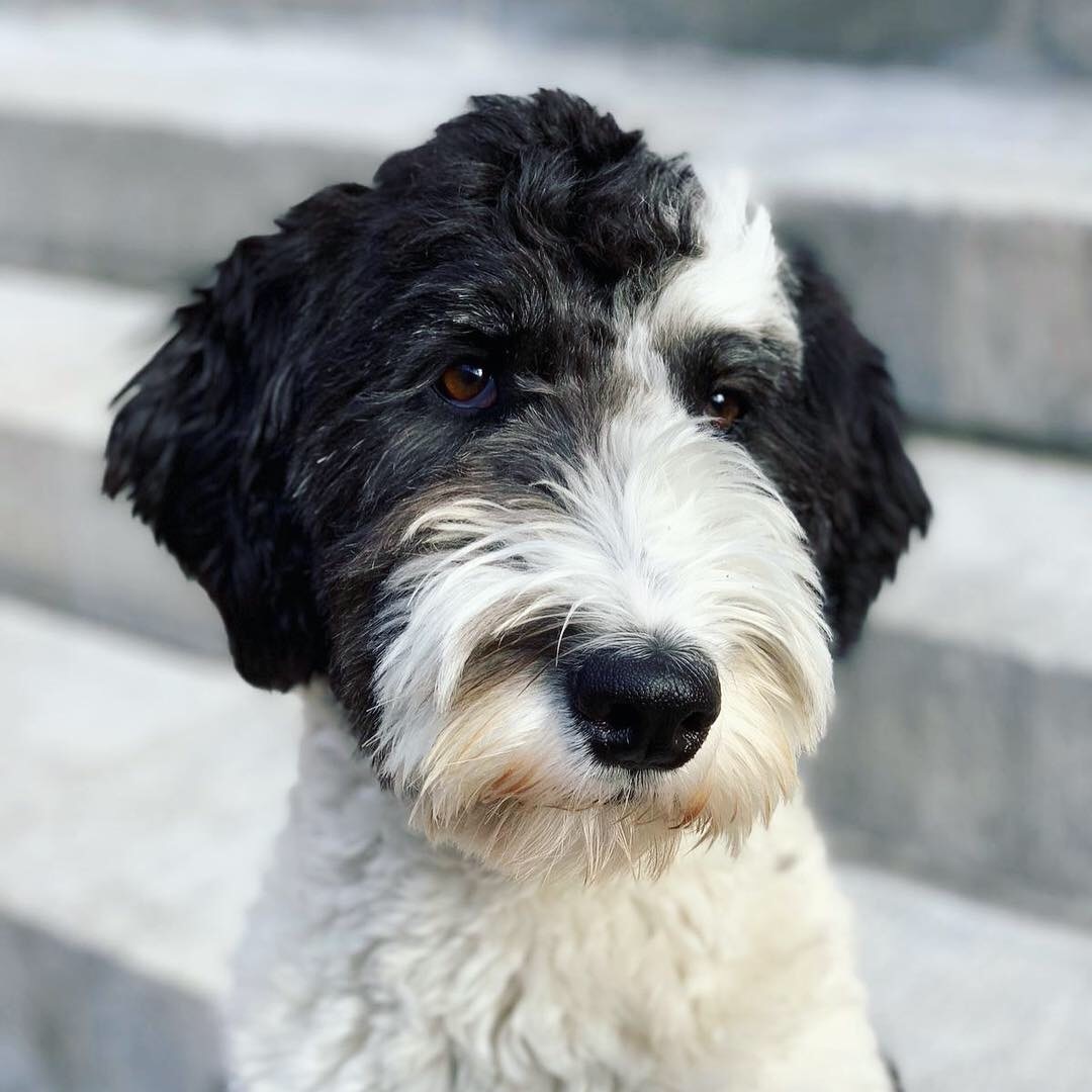black and white sheepadoodle close-up